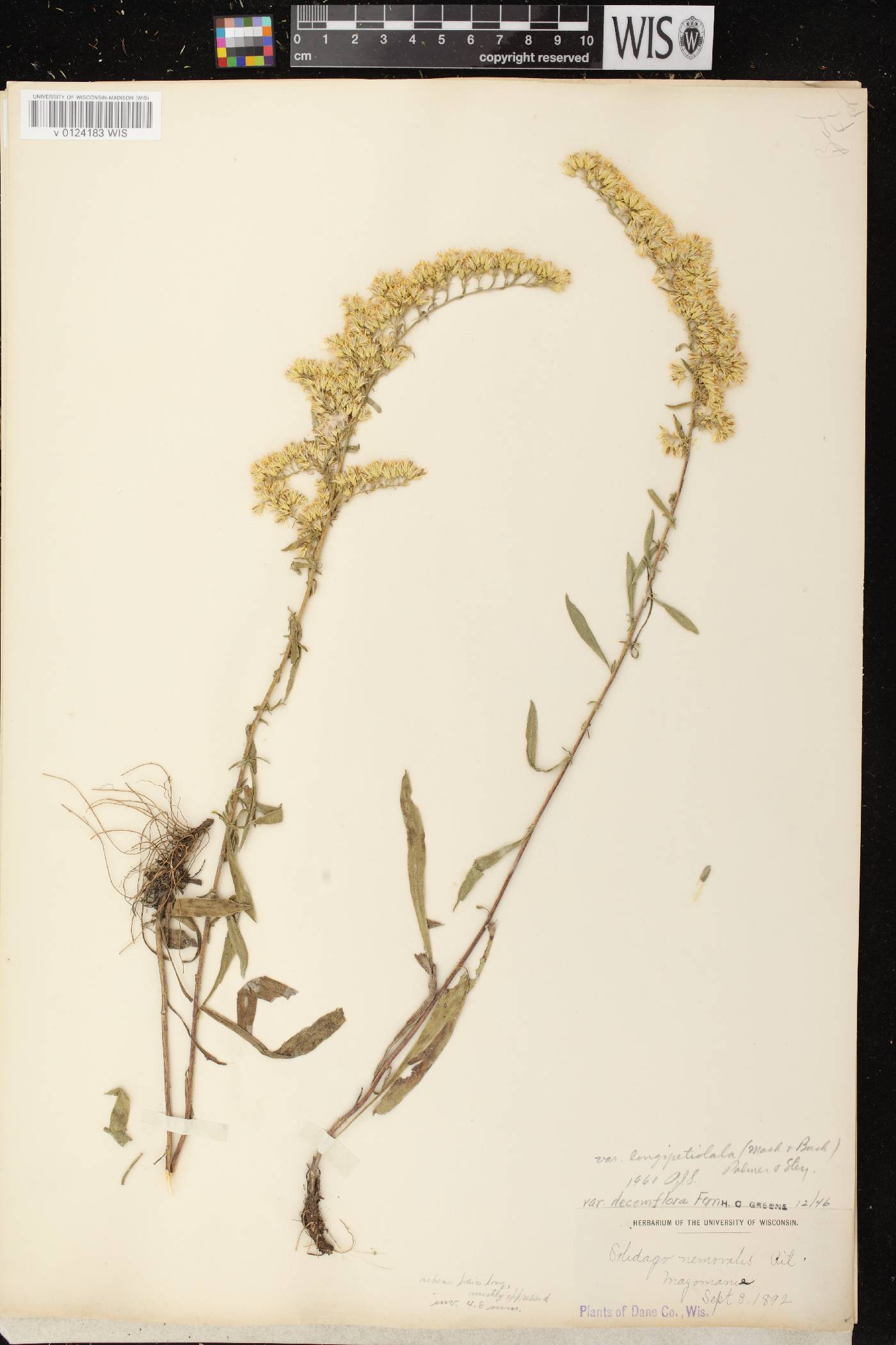 Solidago nemoralis subsp. decemflora image