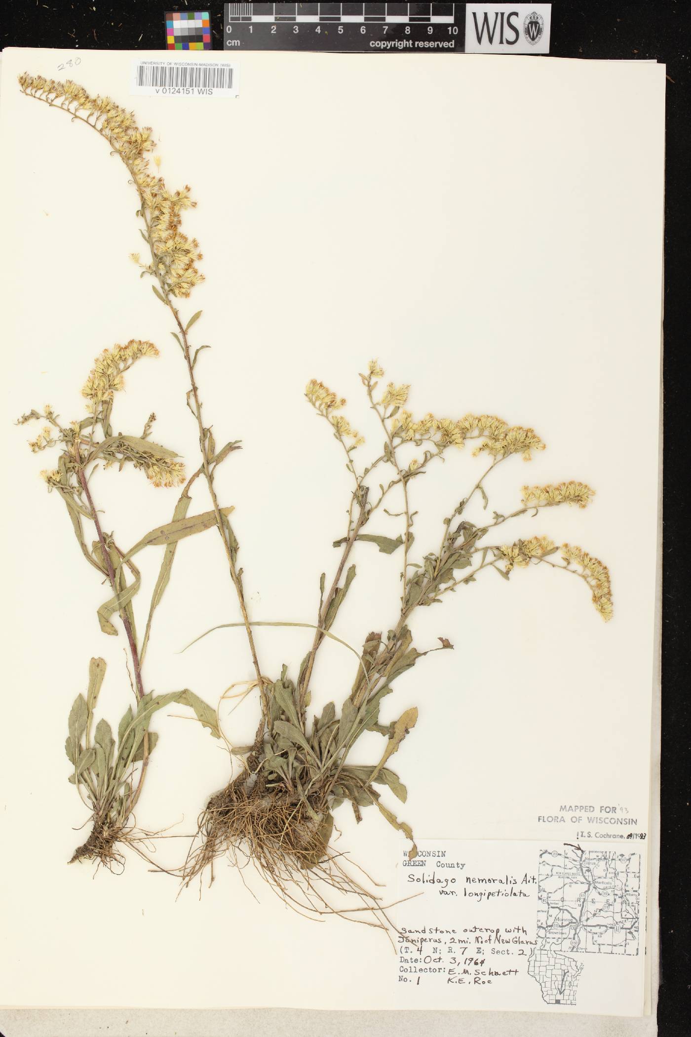 Solidago nemoralis subsp. decemflora image