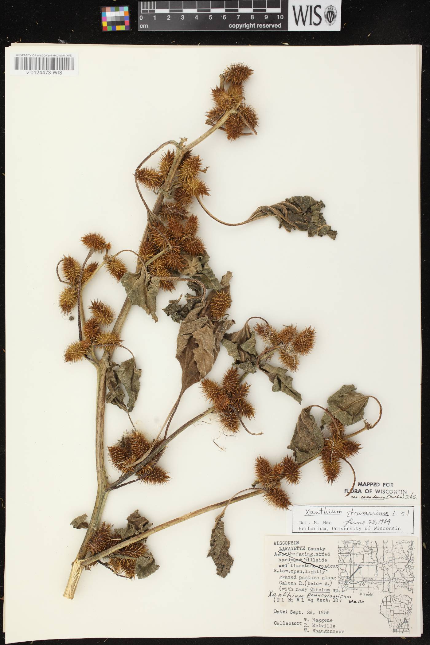 Xanthium strumarium image