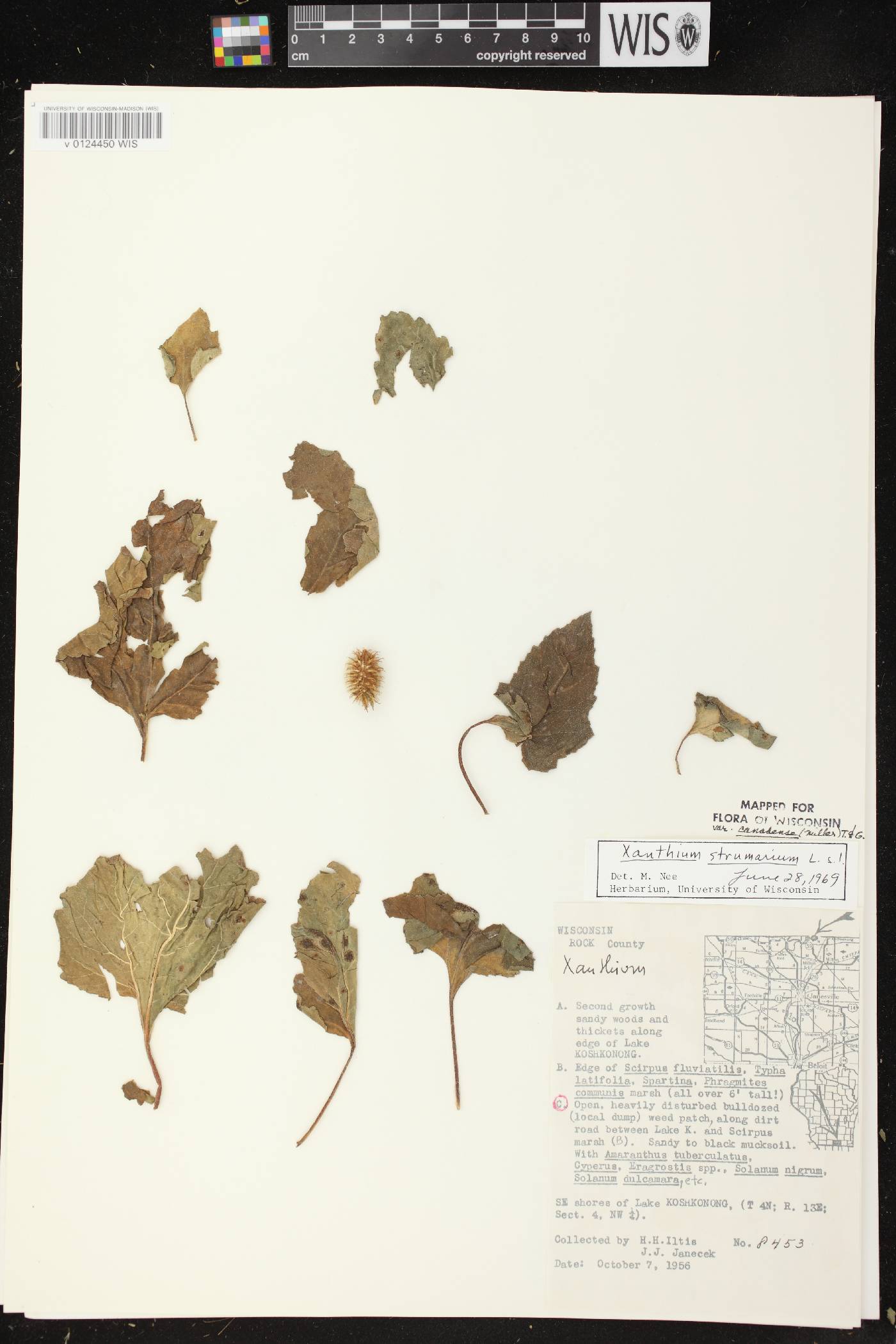 Xanthium strumarium image