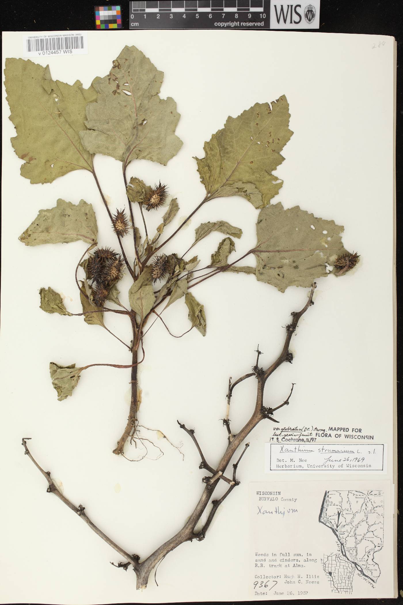 Xanthium strumarium image