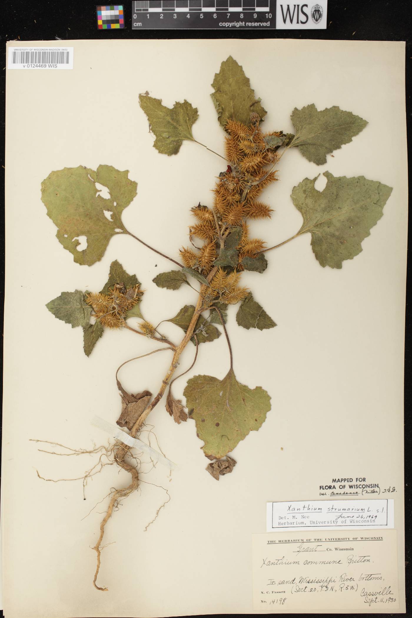 Xanthium strumarium image