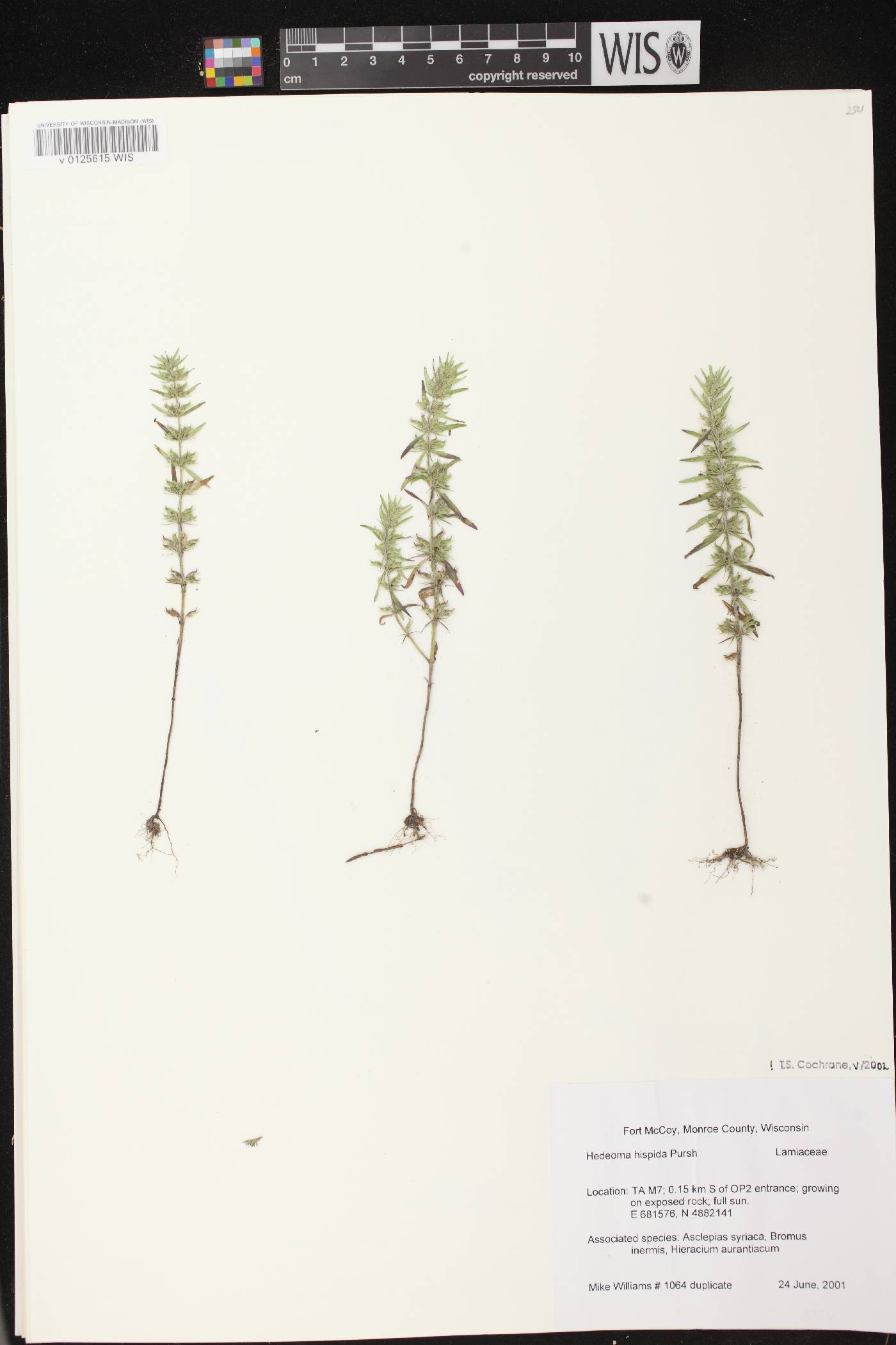 Hedeoma hispida image