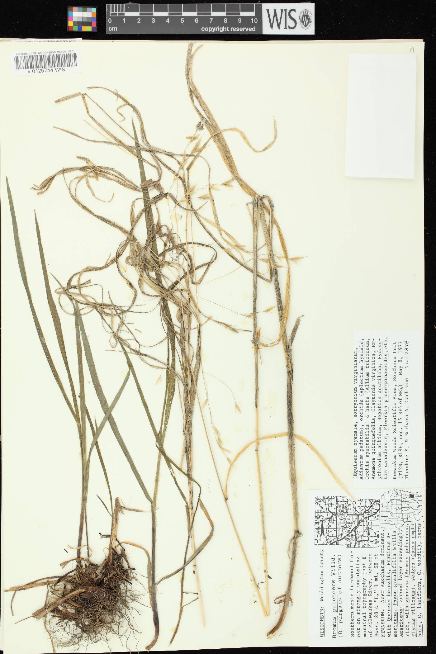 Bromus pubescens image