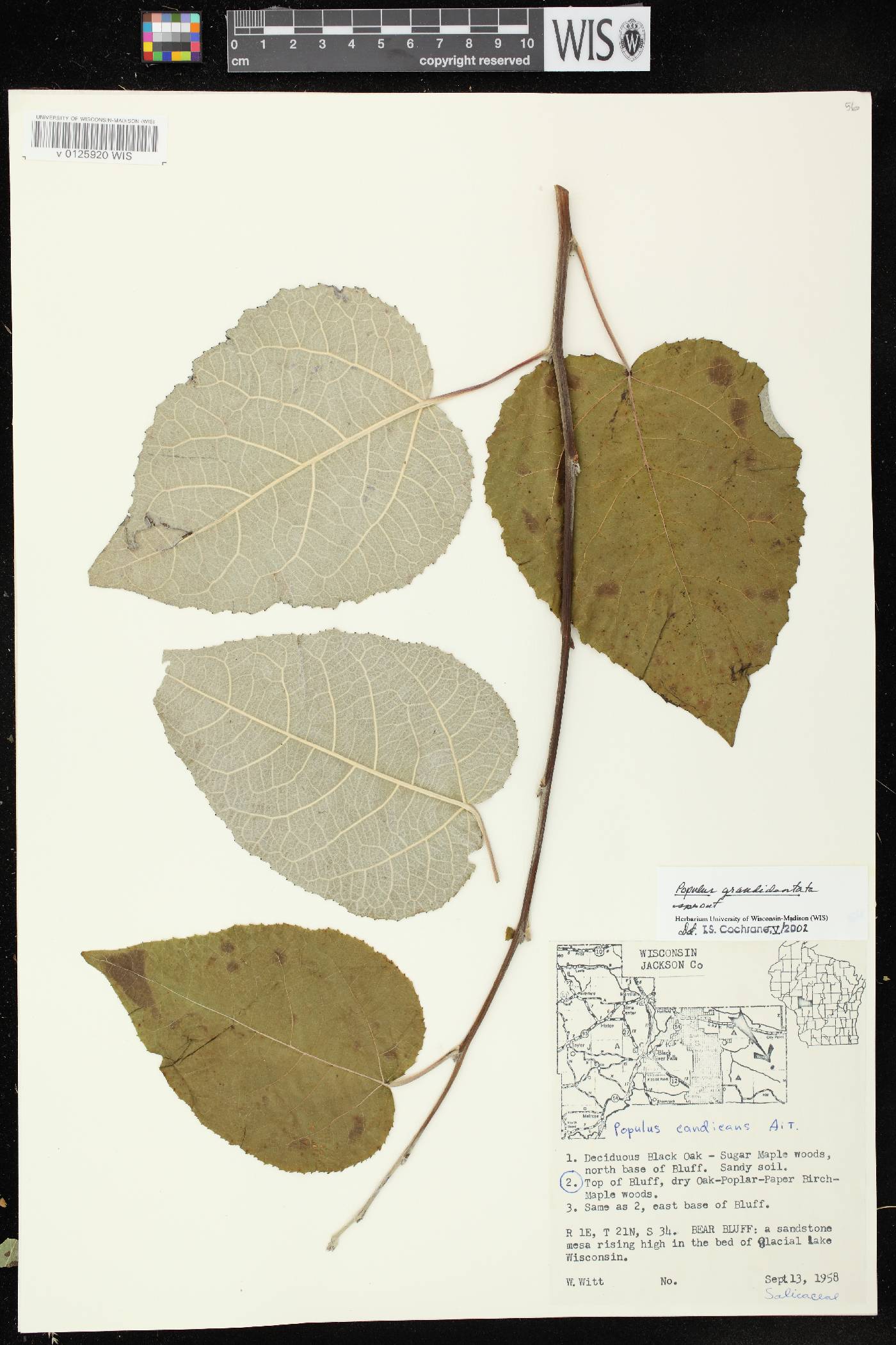 Populus grandidentata image