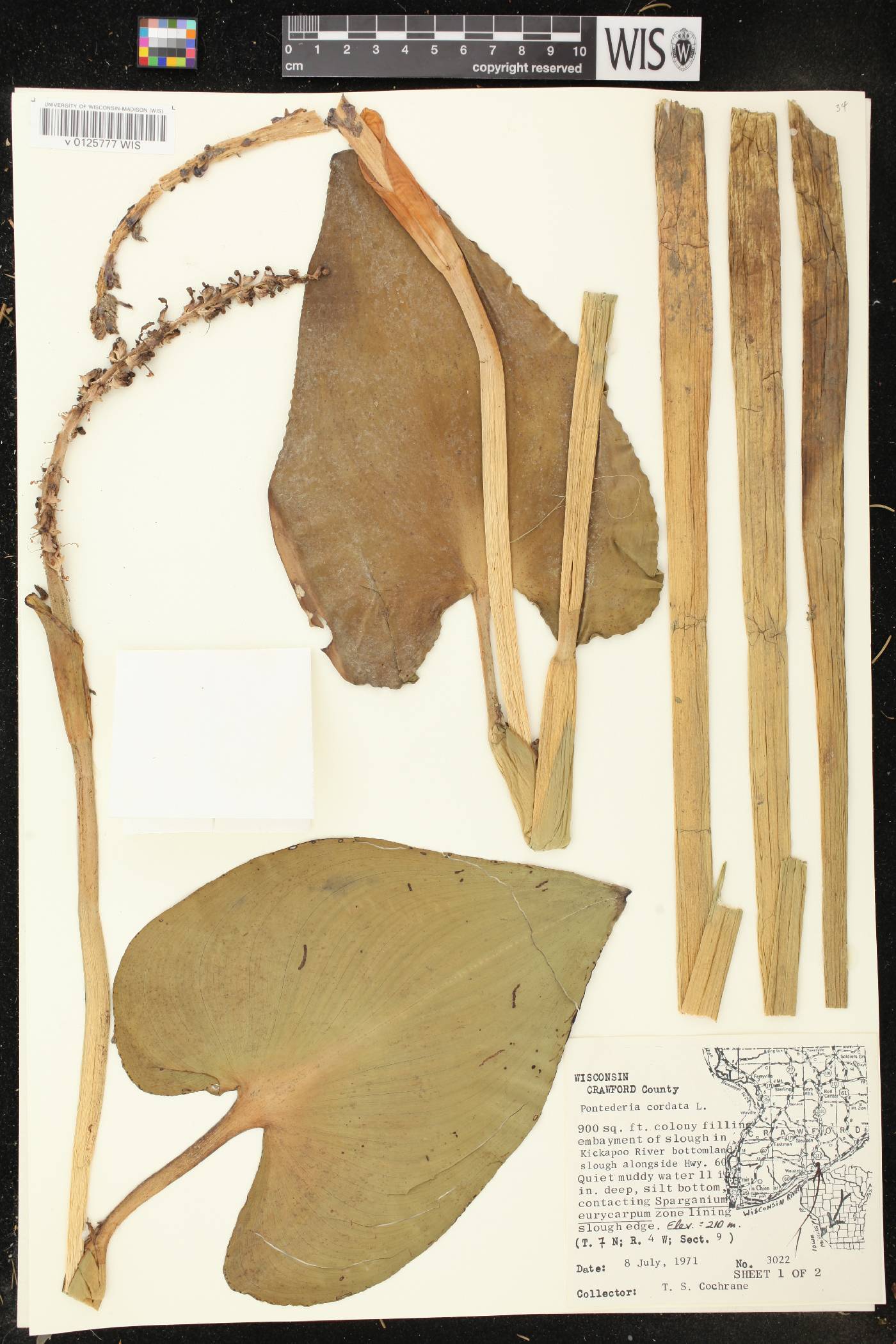 Pontederia cordata image
