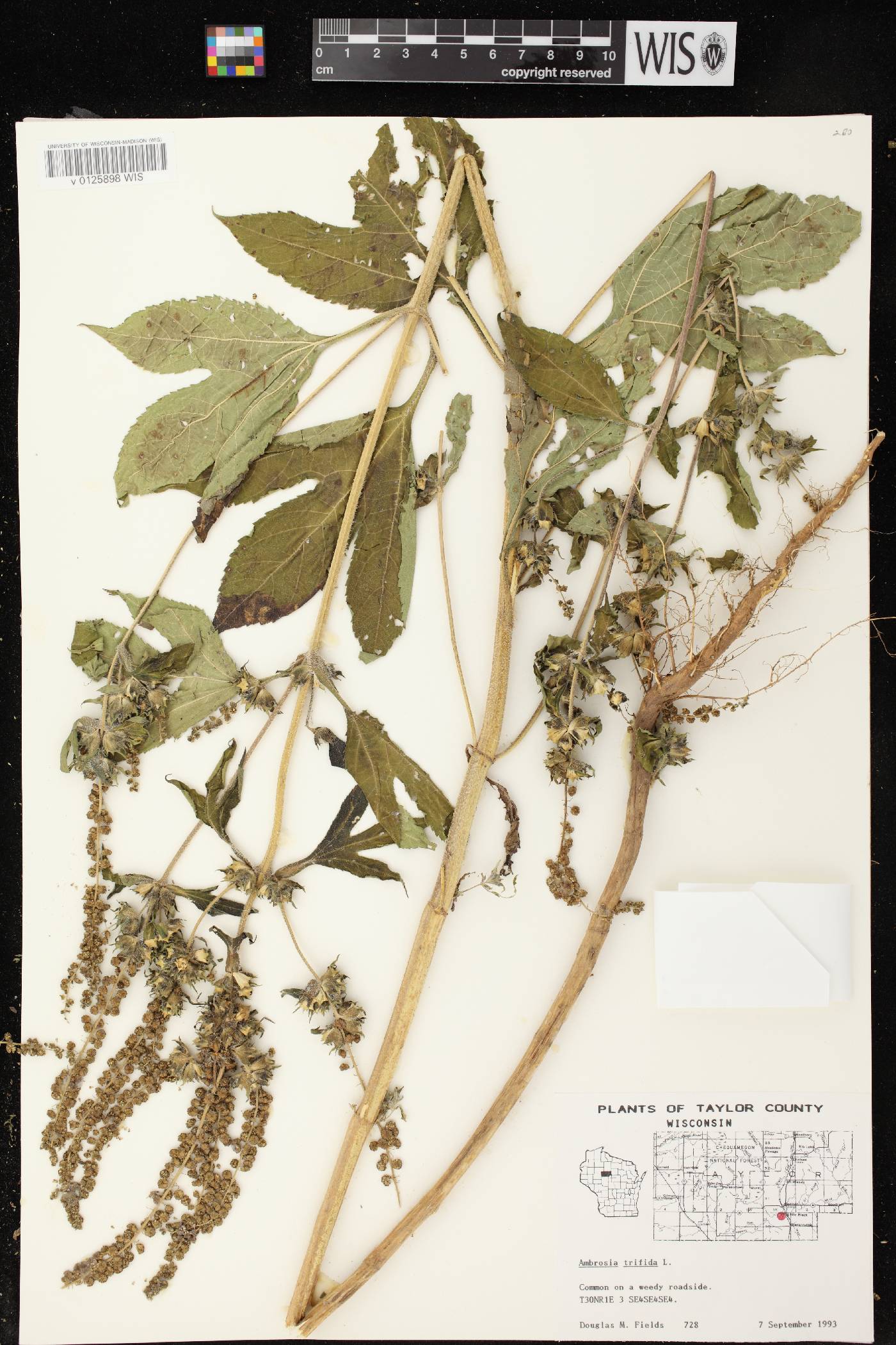 Ambrosia trifida image