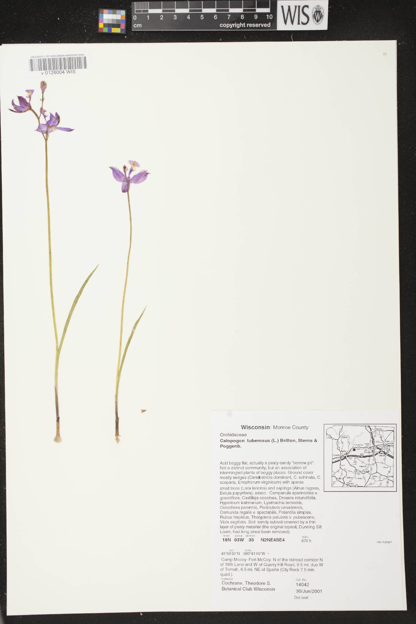 Calopogon tuberosus var. tuberosus image