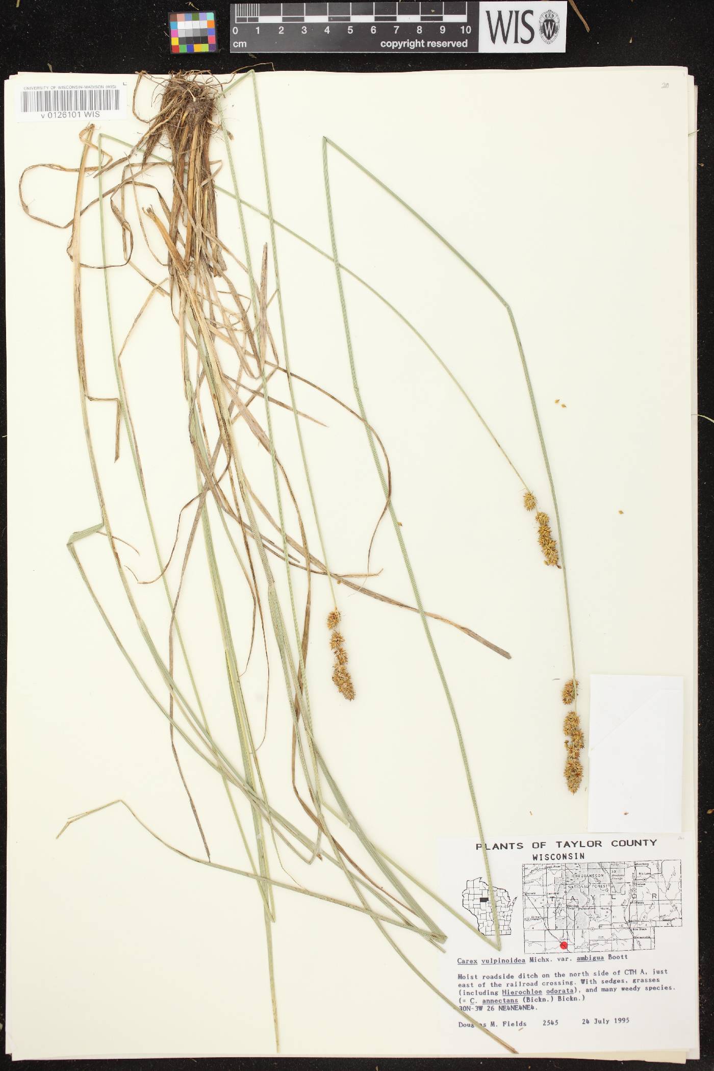 Carex annectens image