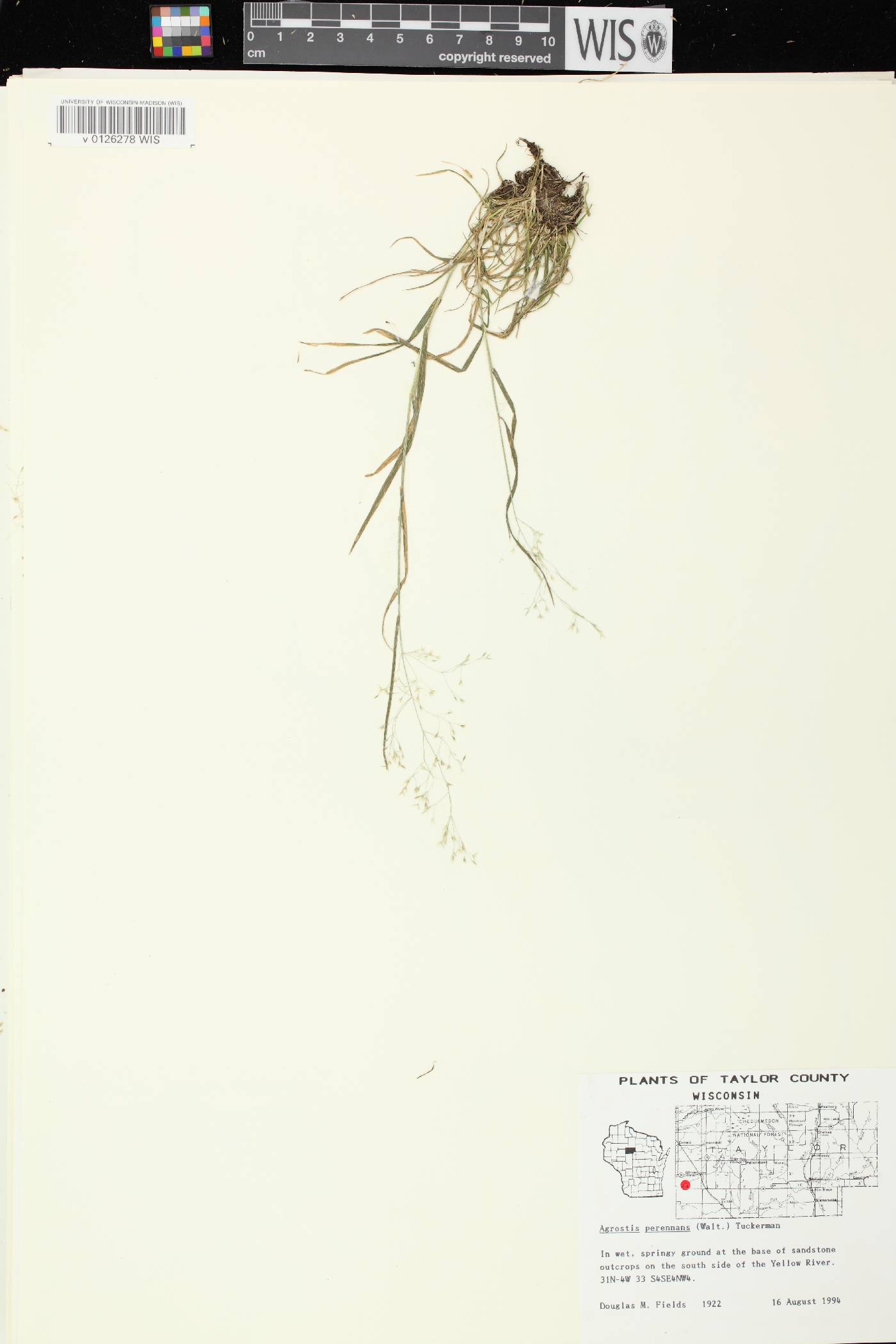 Agrostis perennans var. perennans image