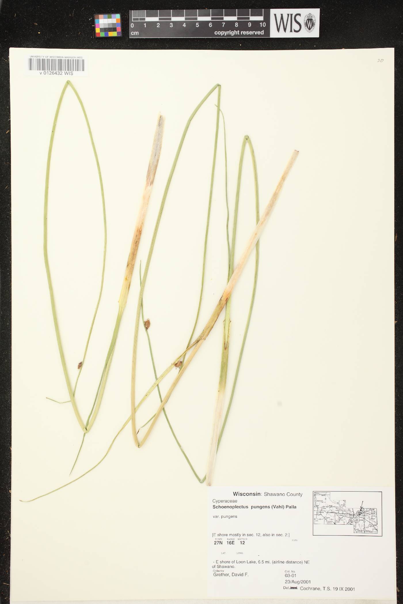 Schoenoplectus pungens image