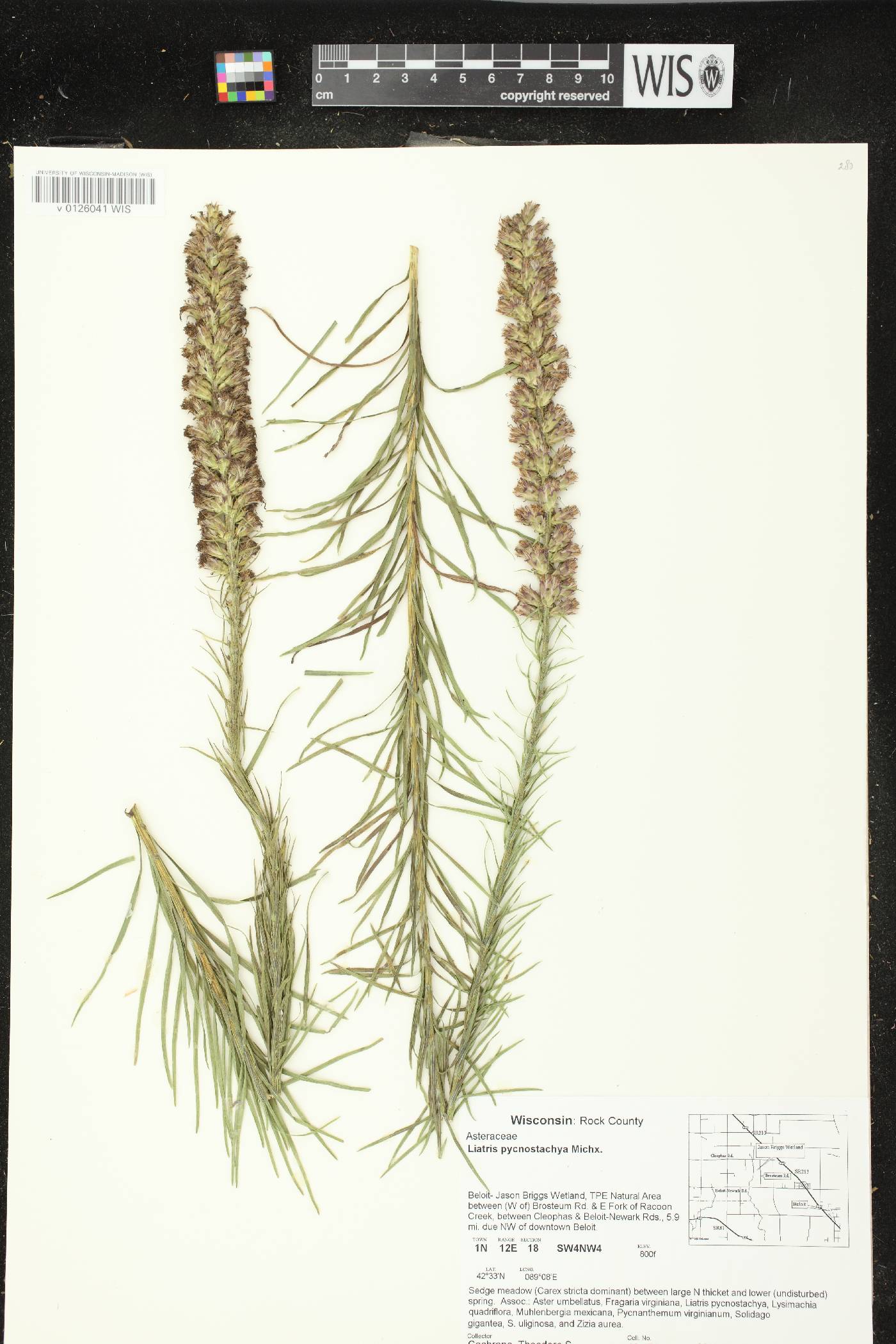 Liatris pycnostachya image