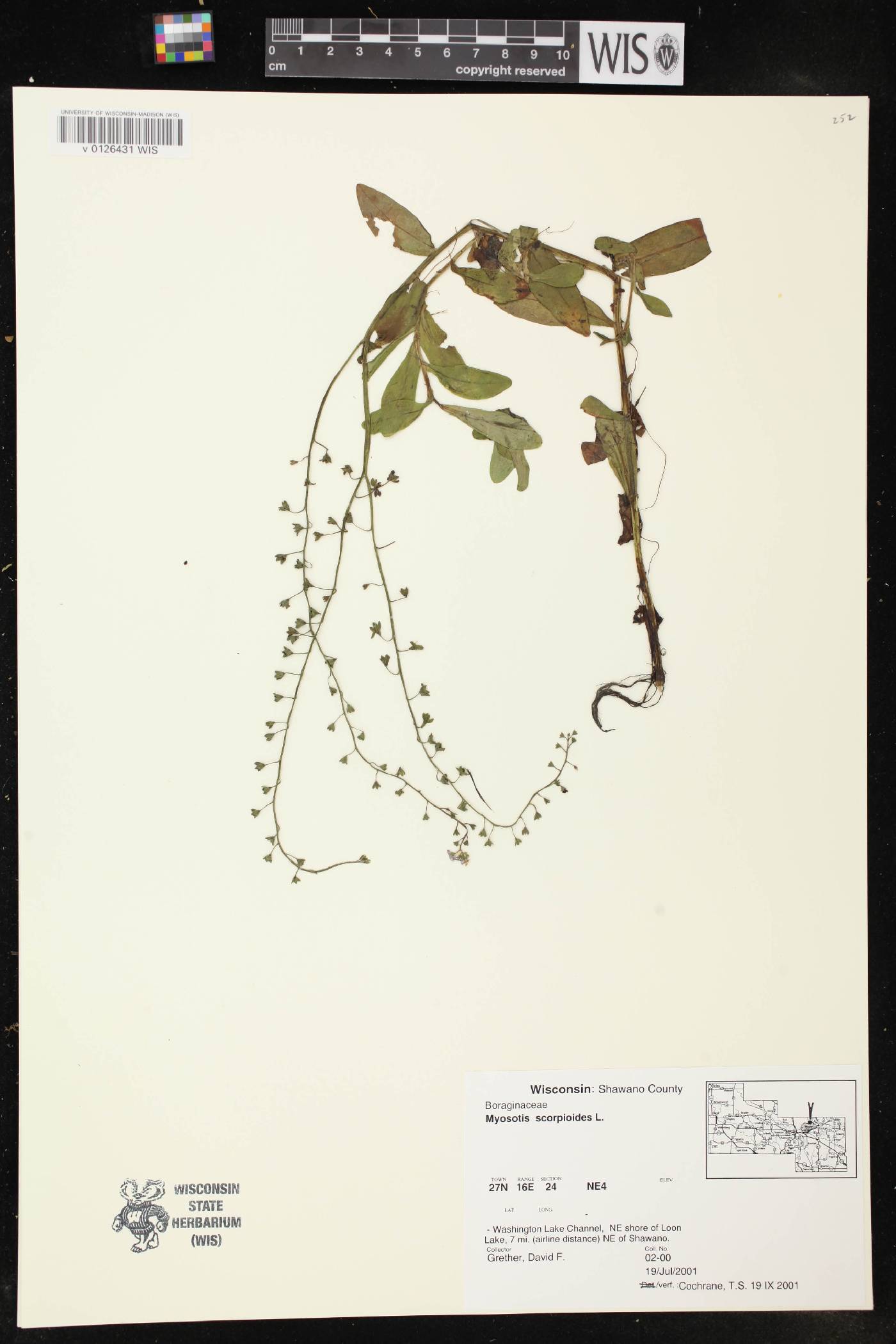 Myosotis scorpioides image