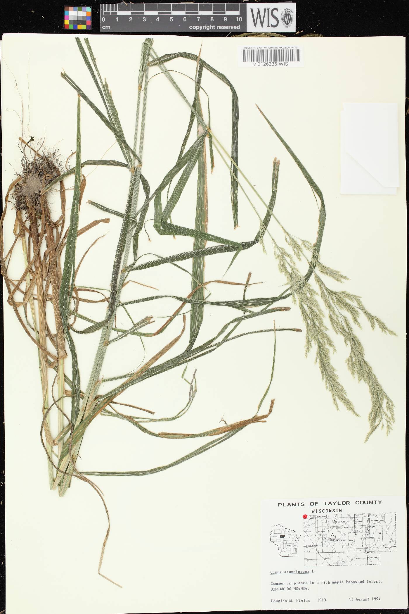 Cinna arundinacea image