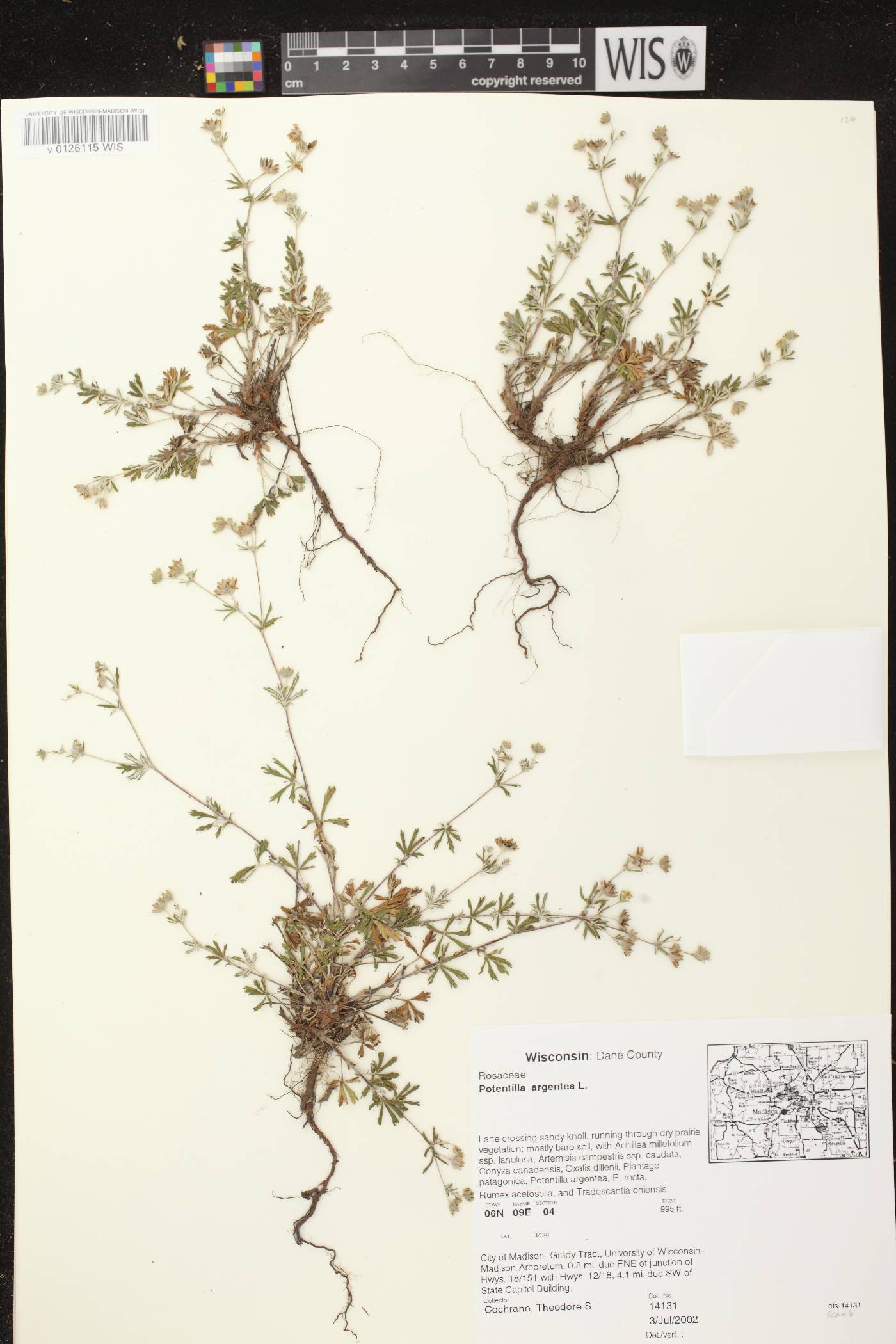 Potentilla argentea image