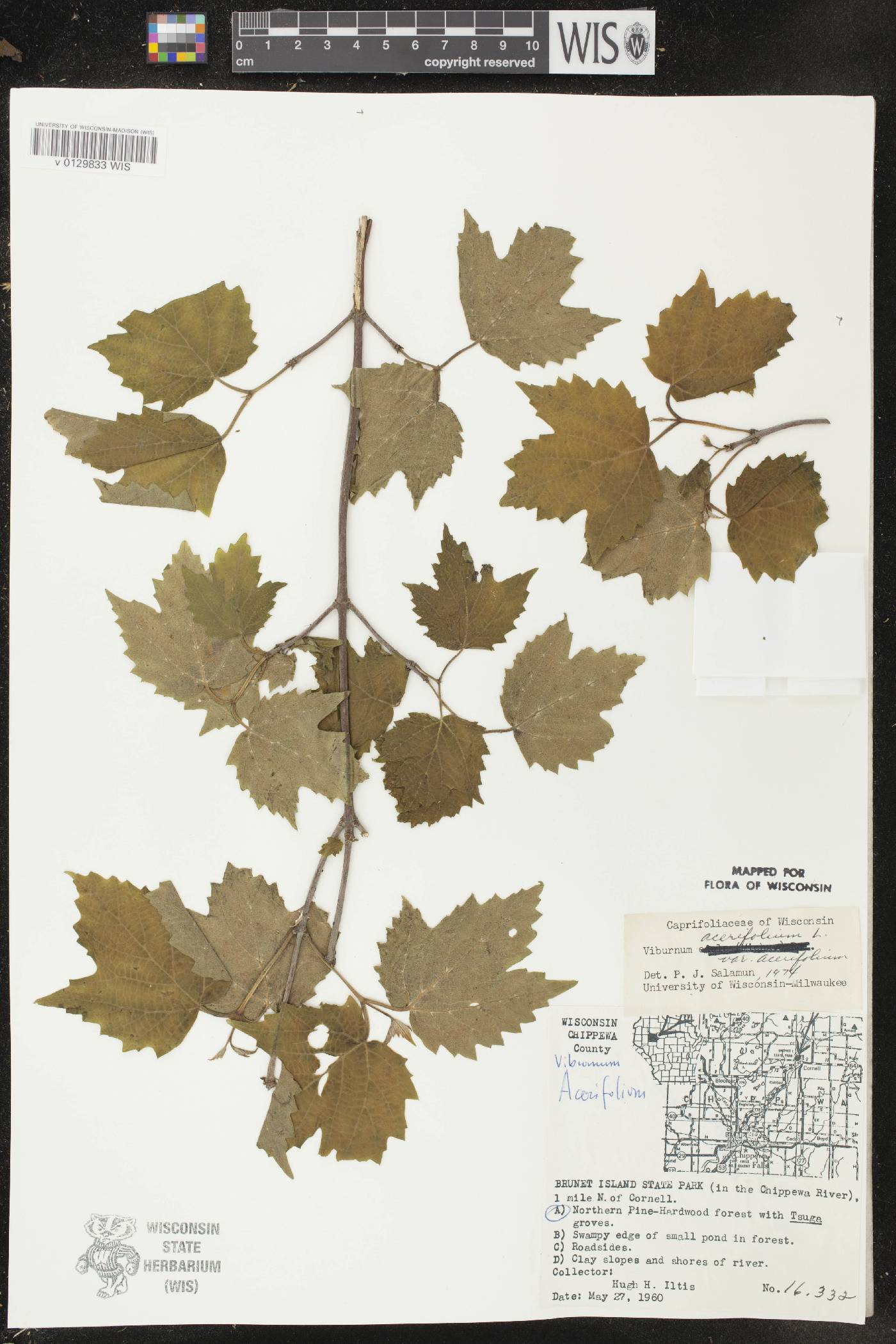 Viburnum acerifolium image