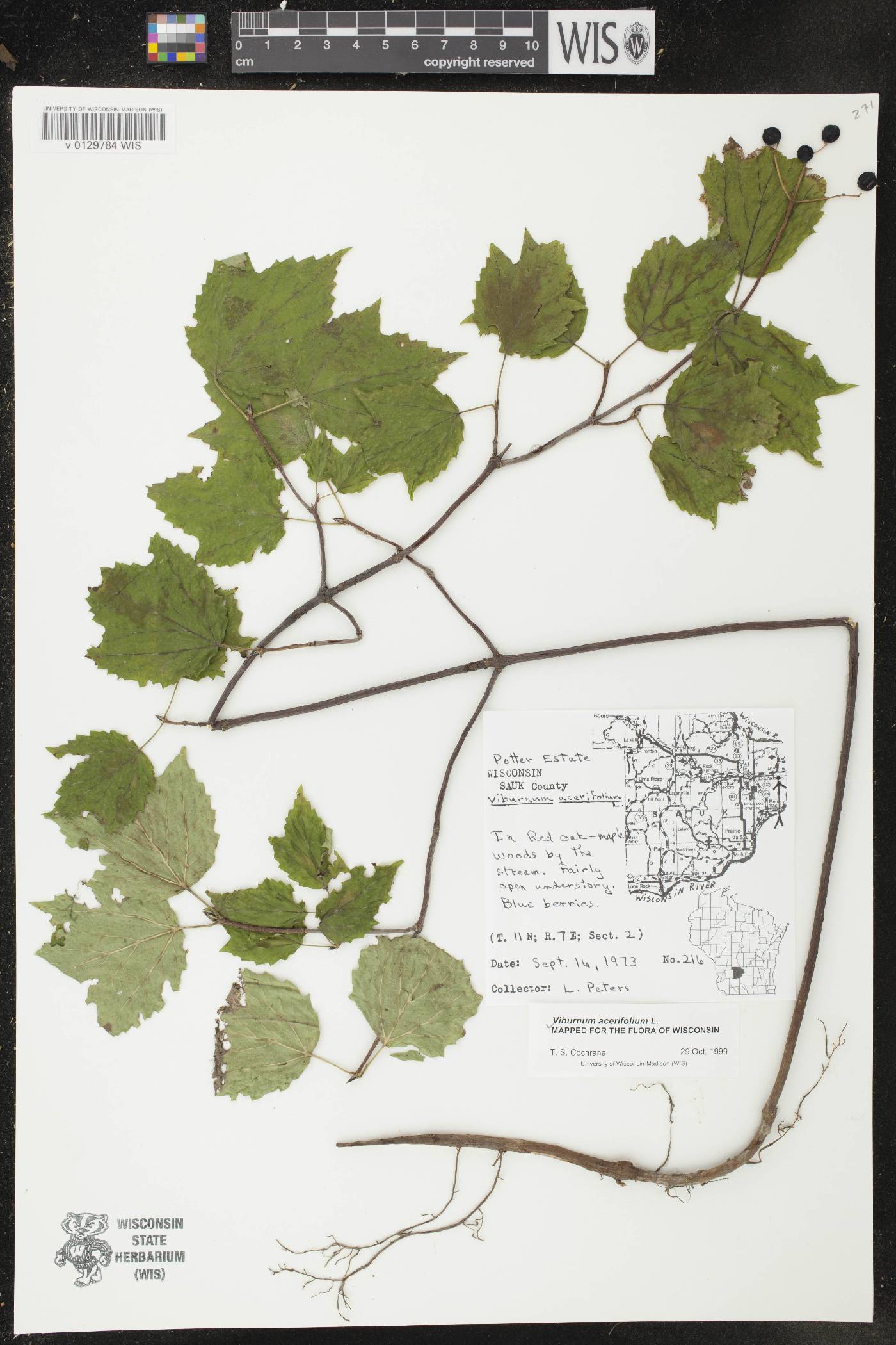 Viburnum acerifolium image