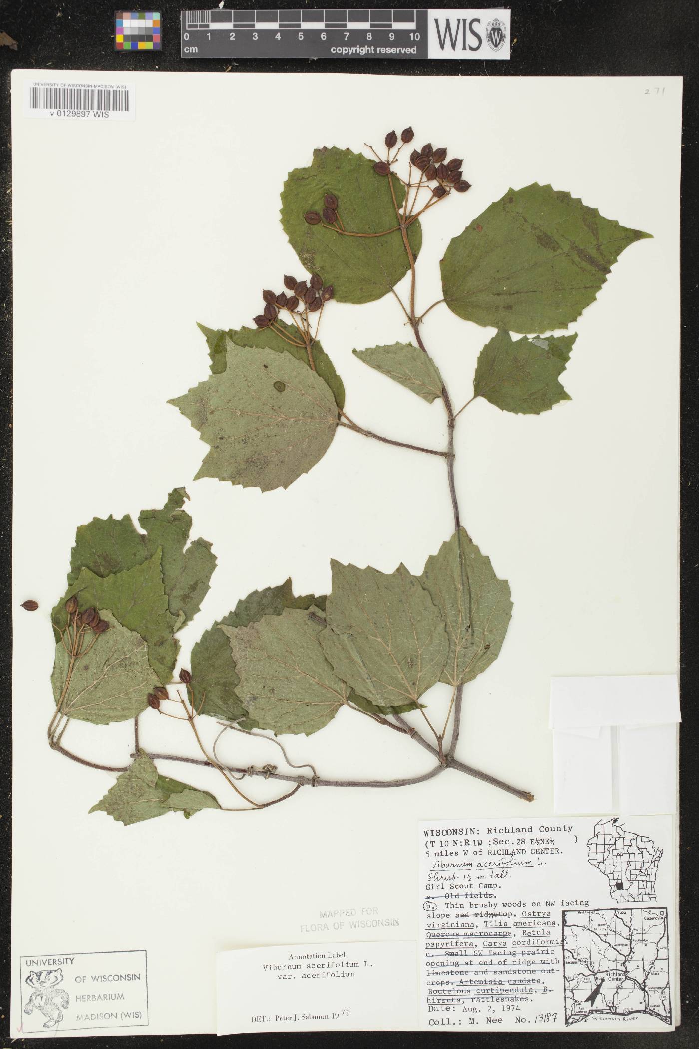 Viburnum acerifolium image