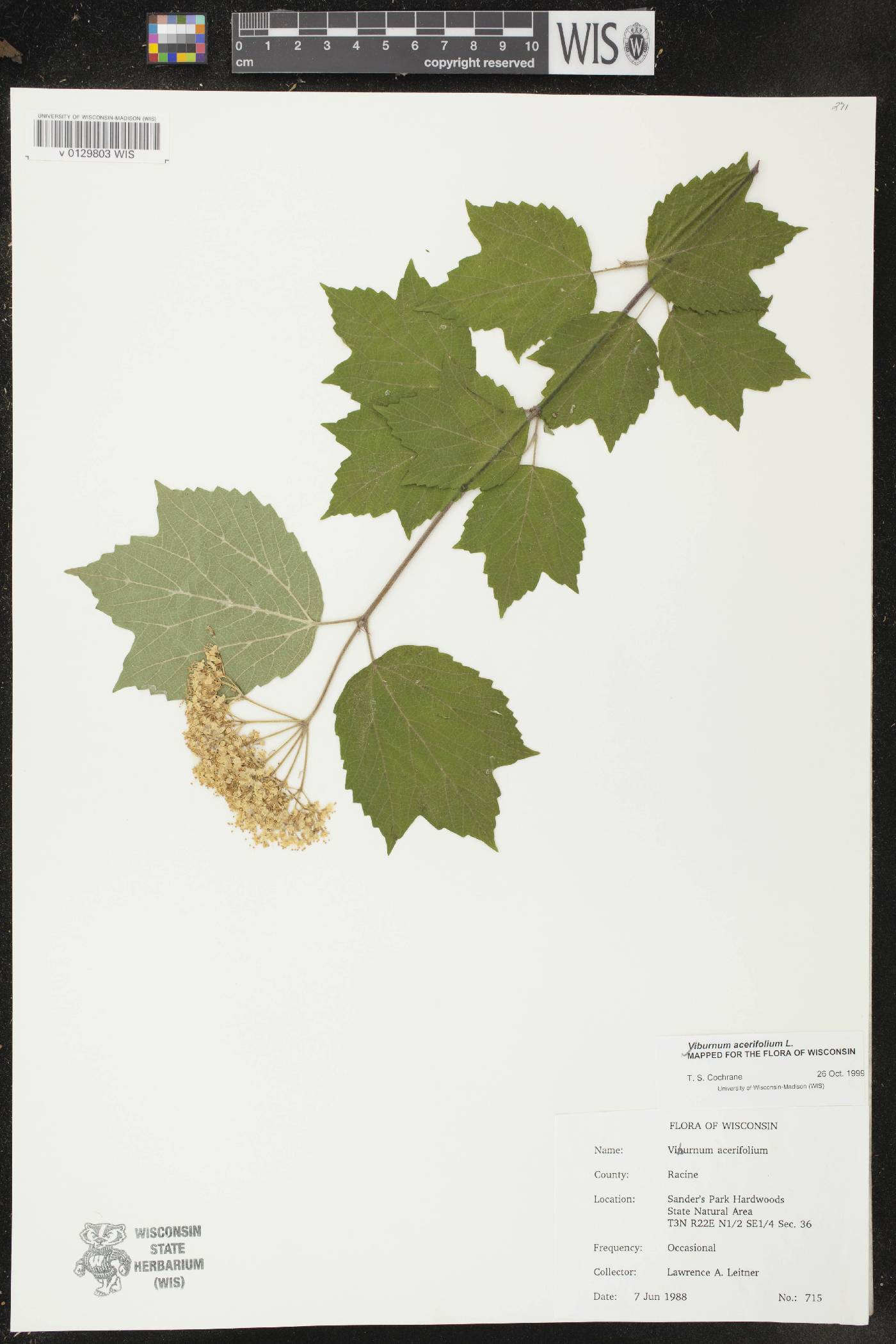 Viburnum acerifolium image