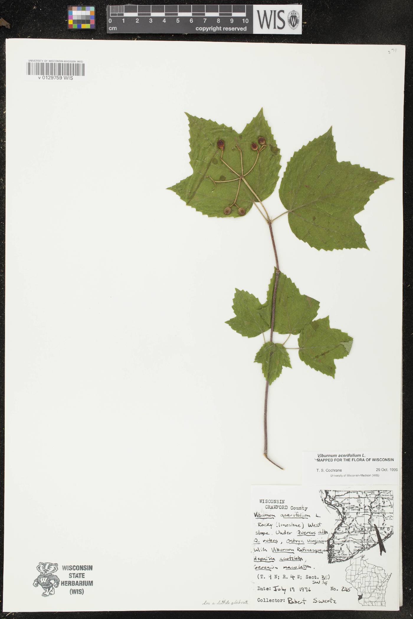Viburnum acerifolium image