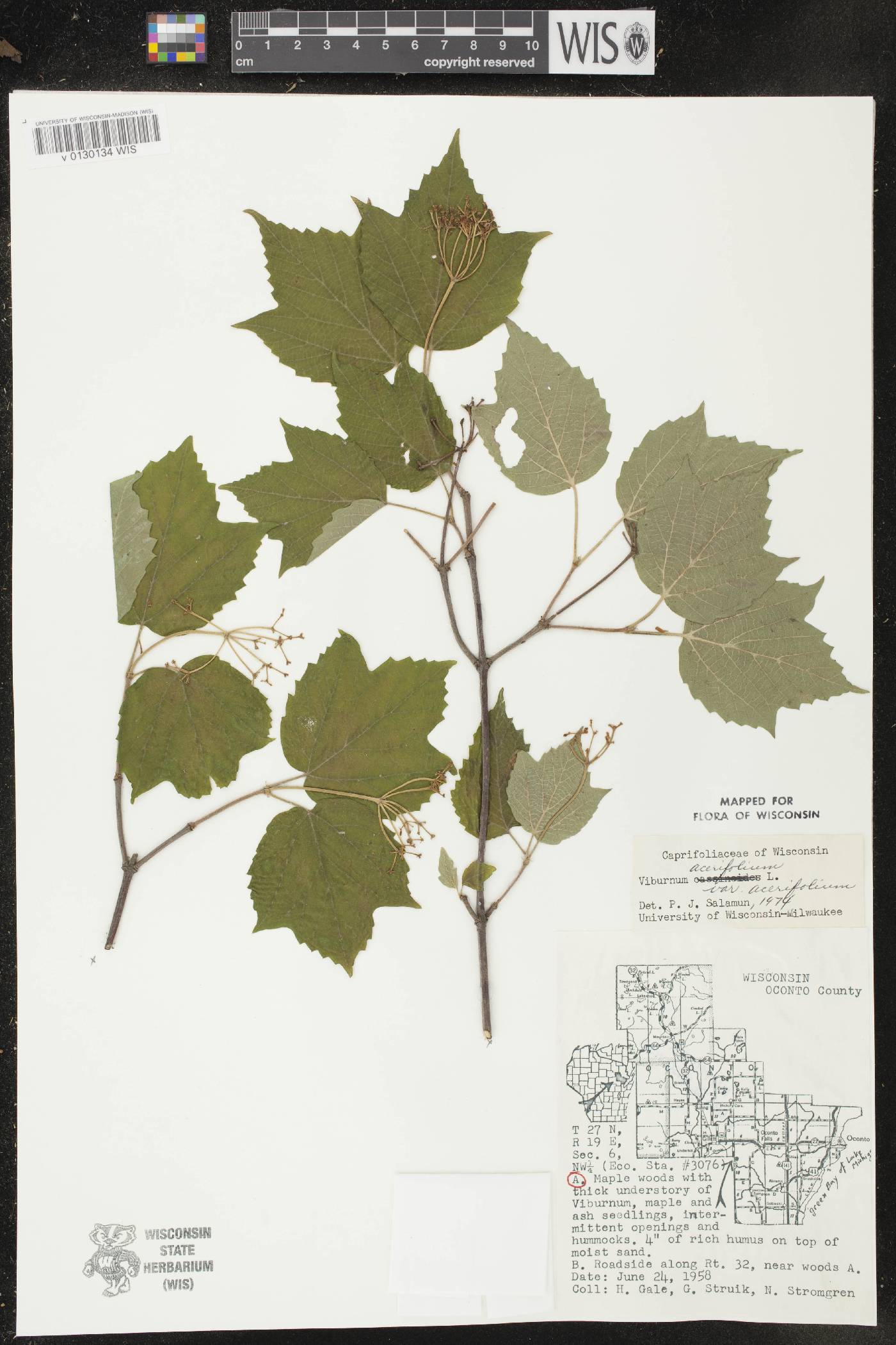 Viburnum acerifolium image