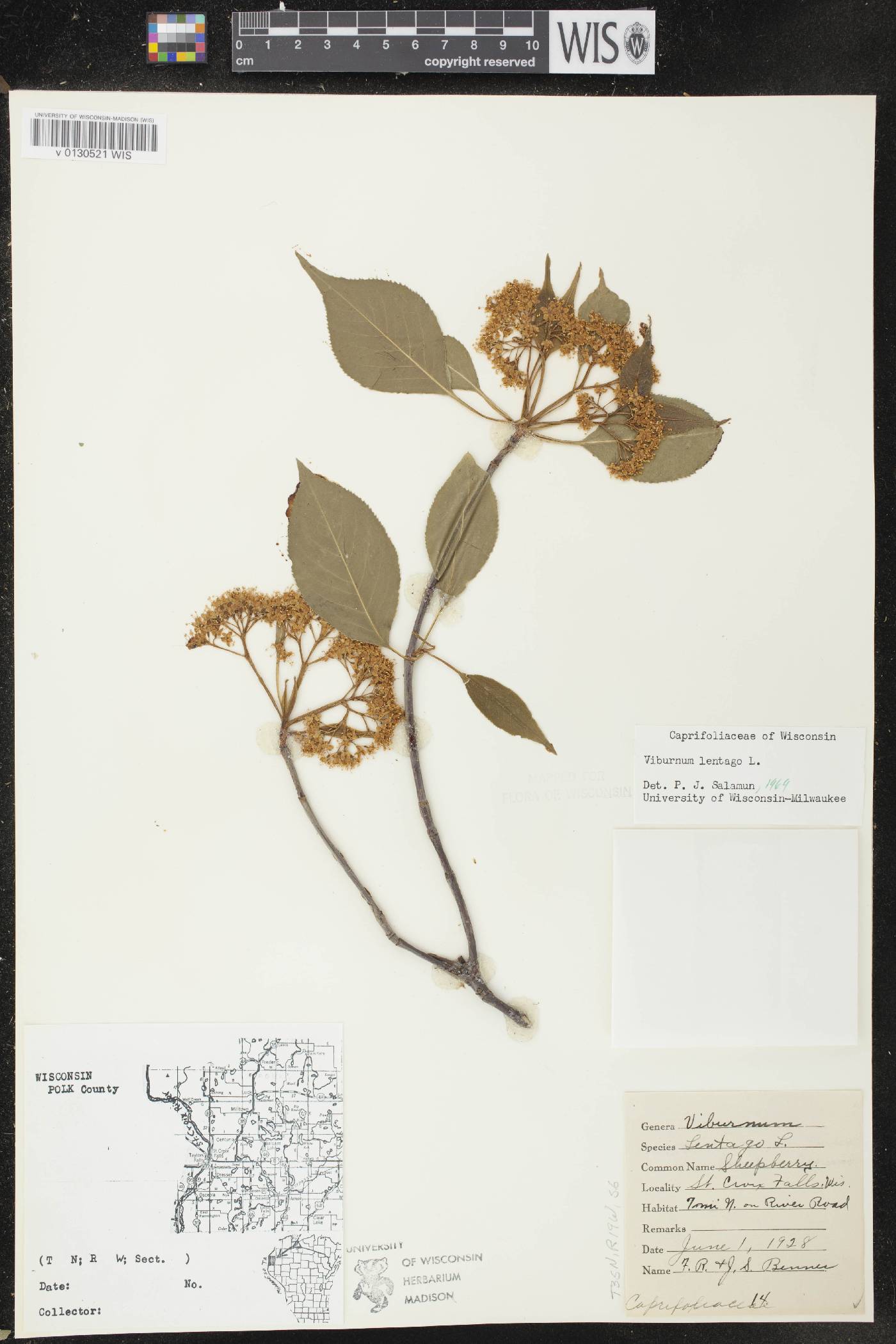 Viburnum lentago image