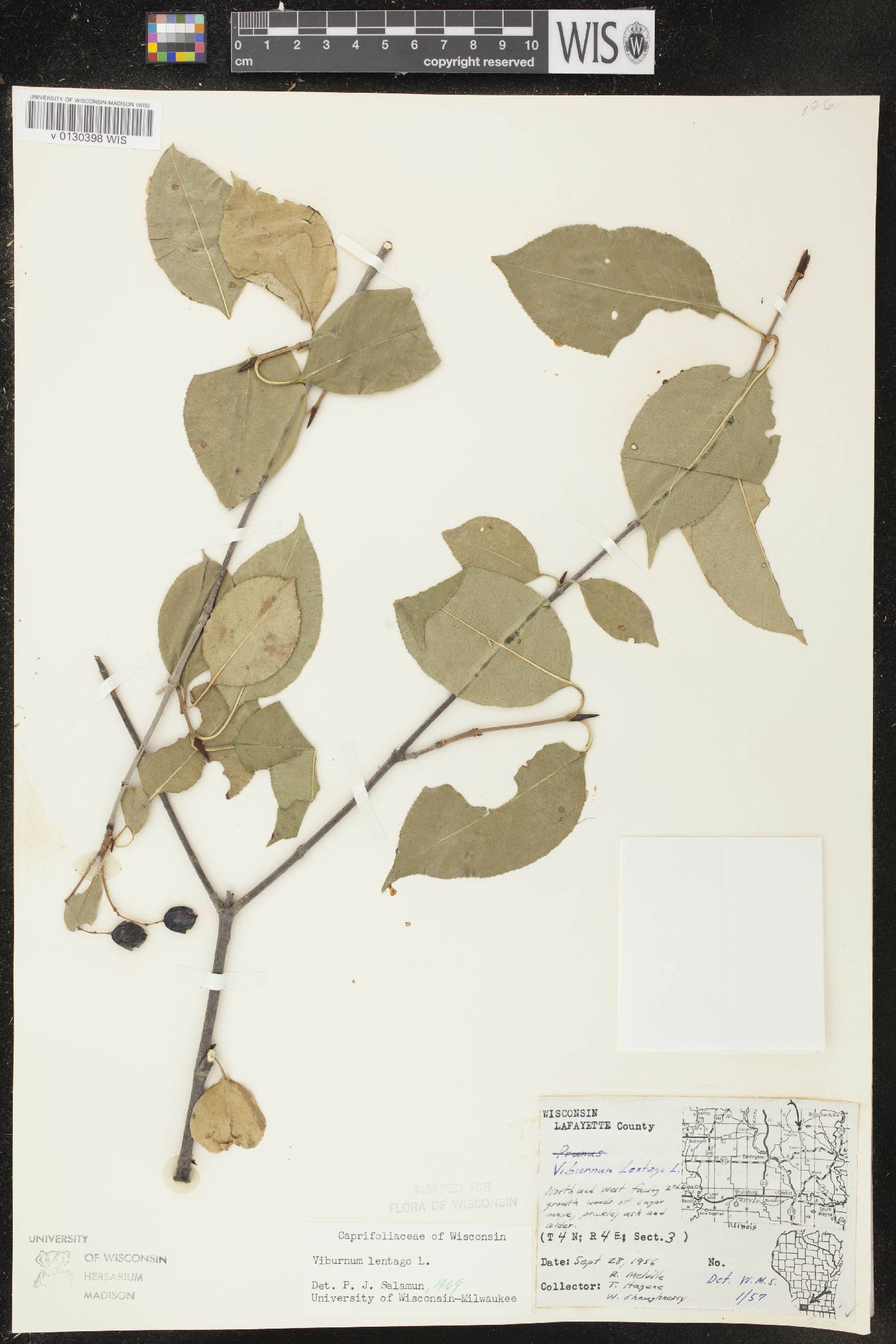 Viburnum lentago image