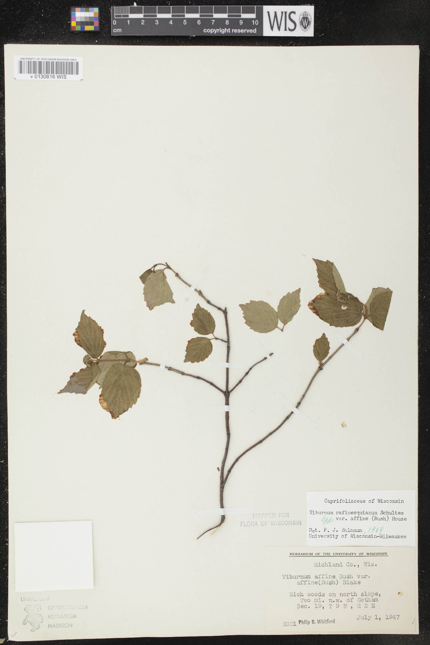 Viburnum rafinesquianum var. affine image