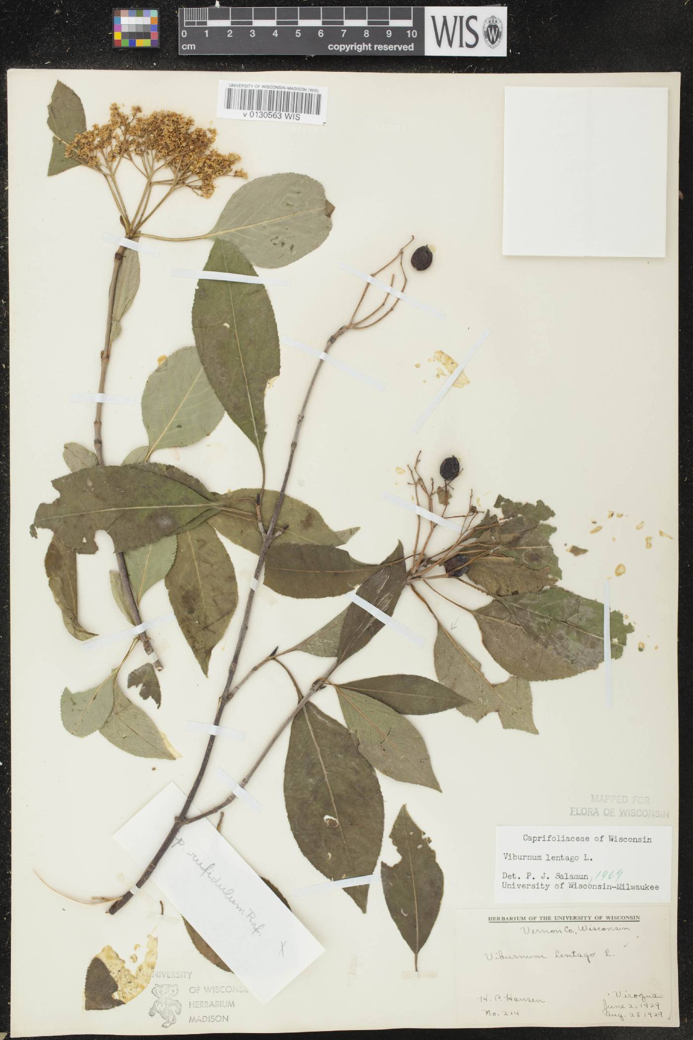 Viburnum lentago image