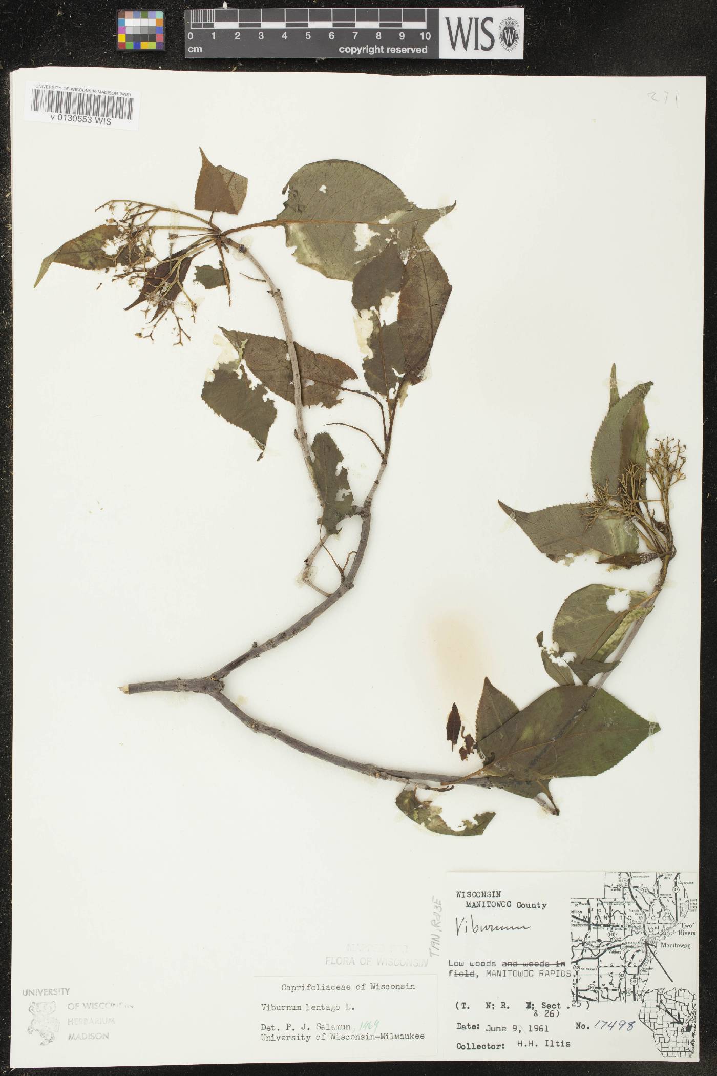 Viburnum lentago image