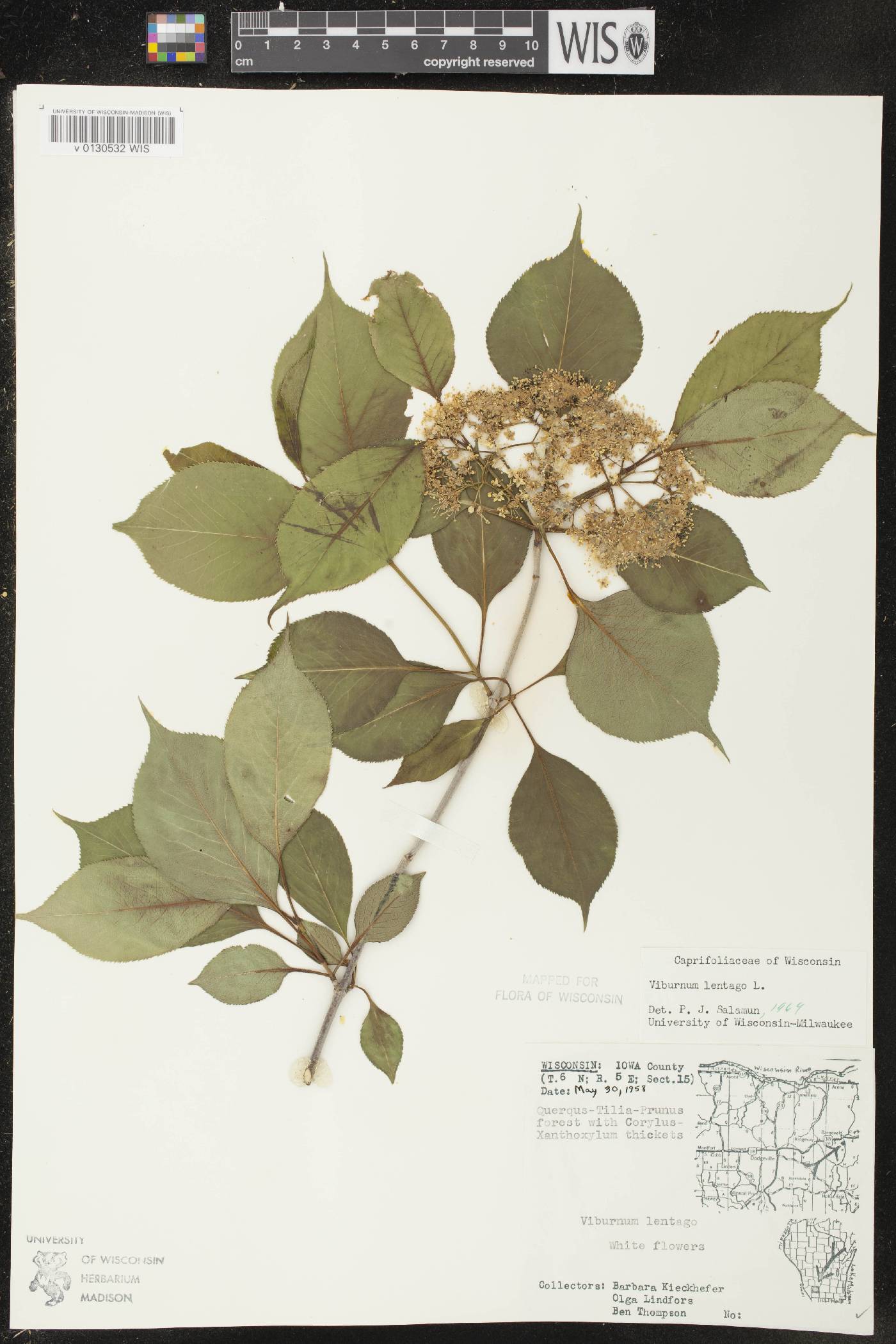 Viburnum lentago image
