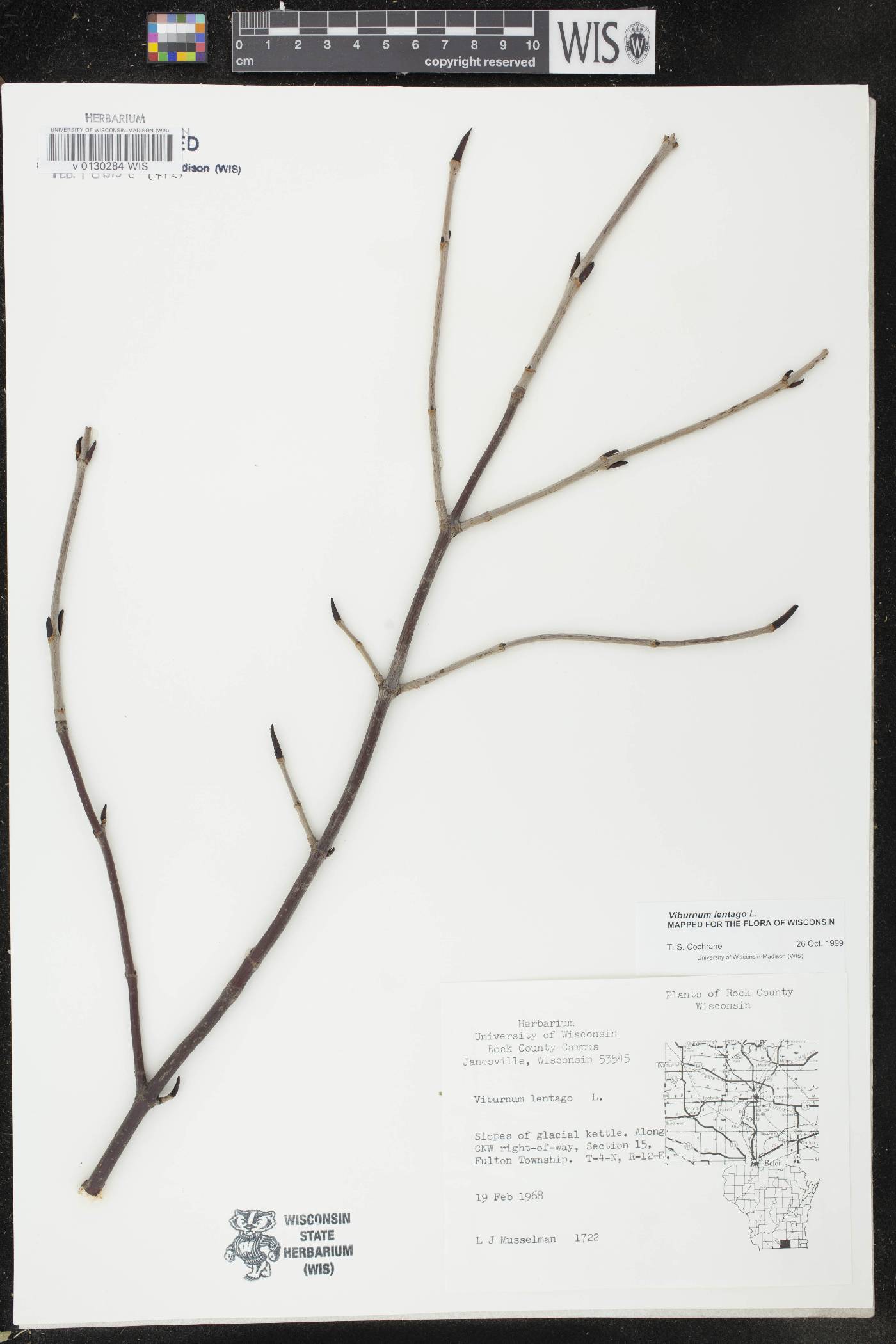 Viburnum lentago image
