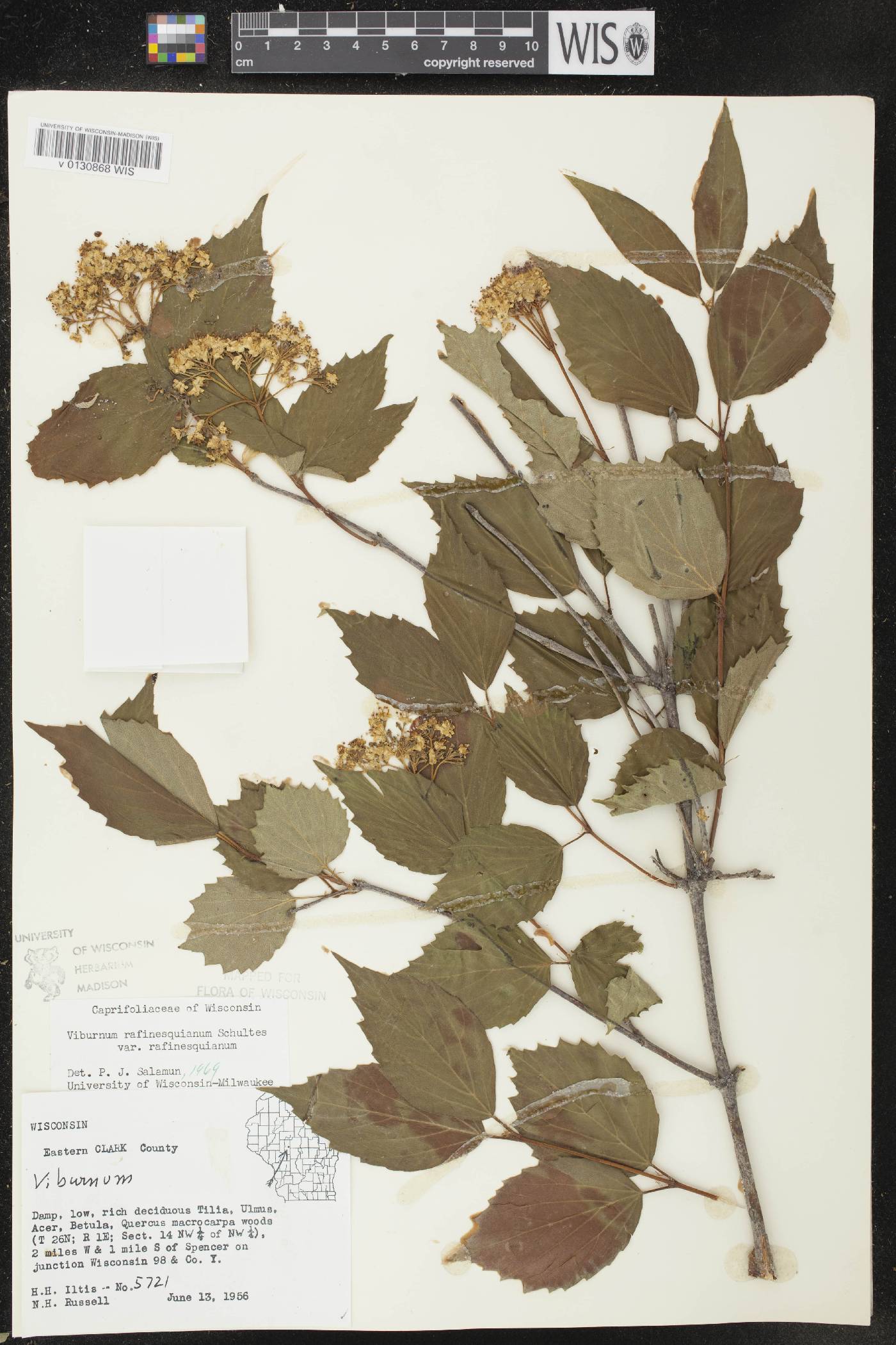 Viburnum rafinesquianum var. rafinesquianum image