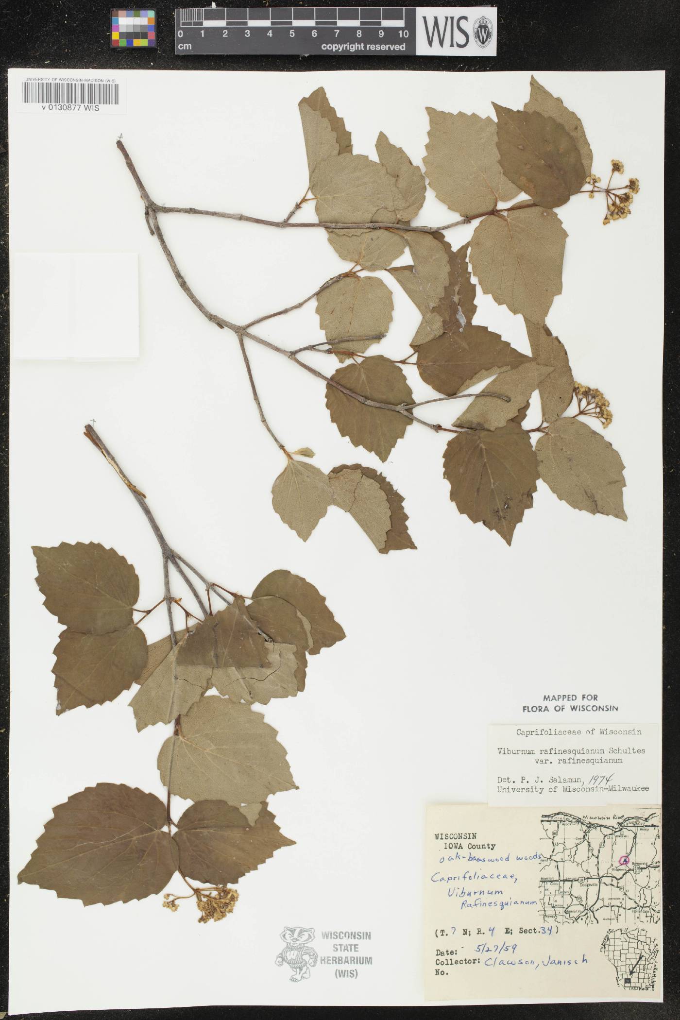 Viburnum rafinesquianum var. rafinesquianum image