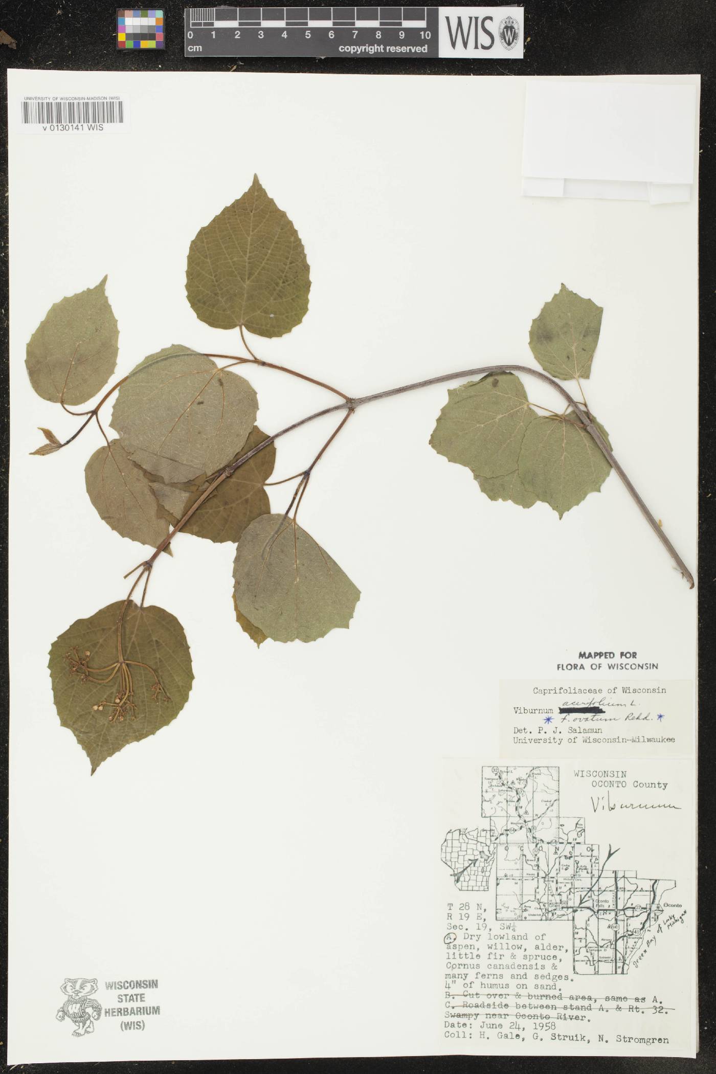 Viburnum acerifolium image