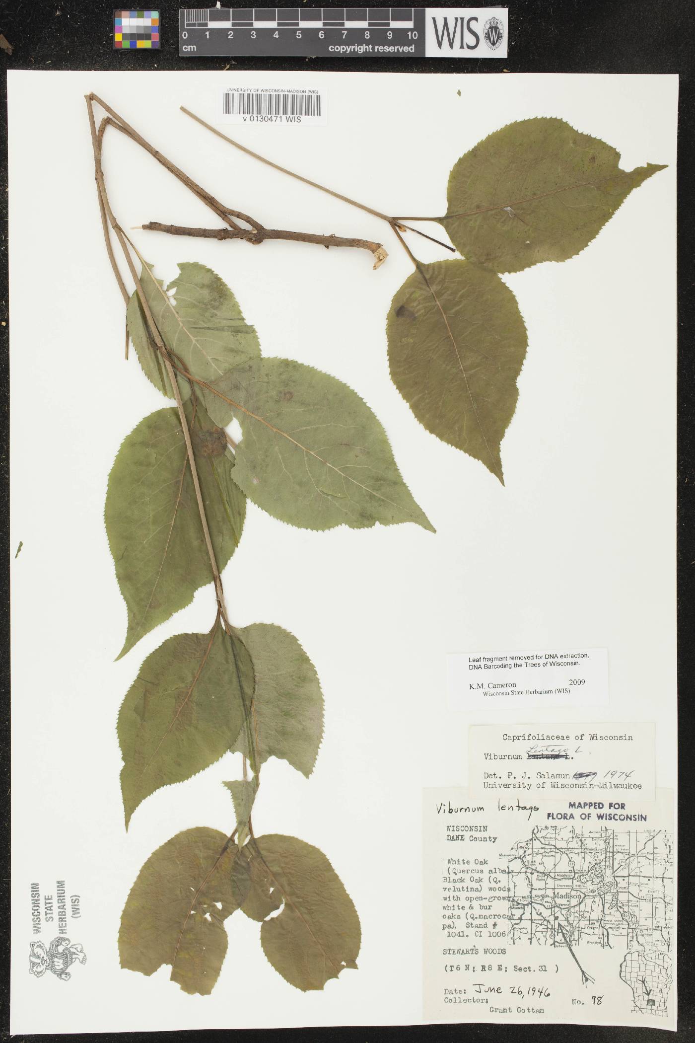 Viburnum lentago image