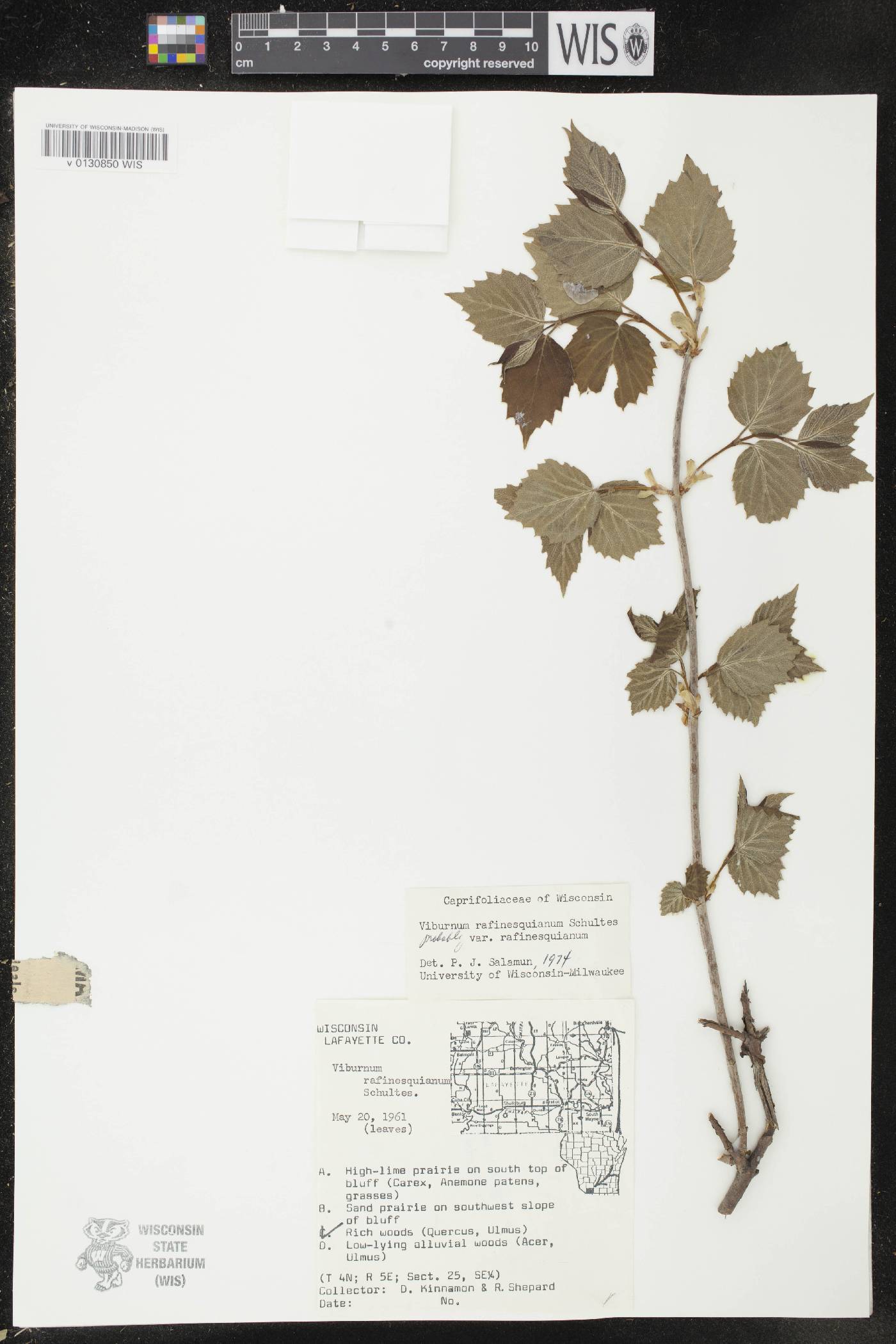 Viburnum rafinesquianum var. rafinesquianum image