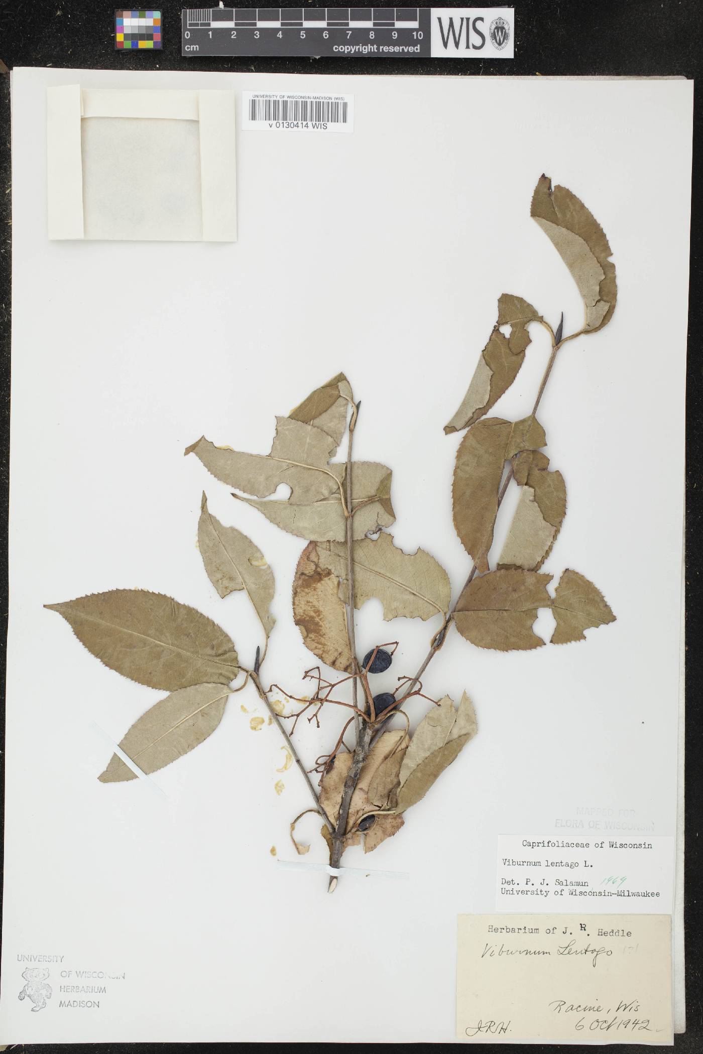 Viburnum lentago image