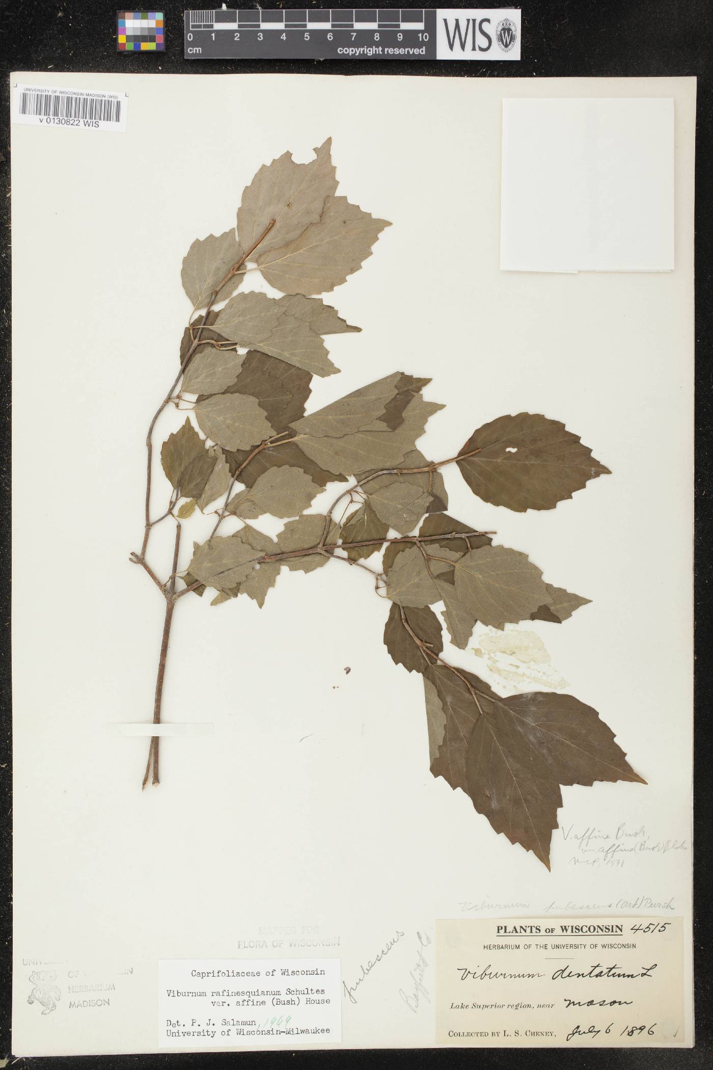 Viburnum rafinesquianum var. affine image
