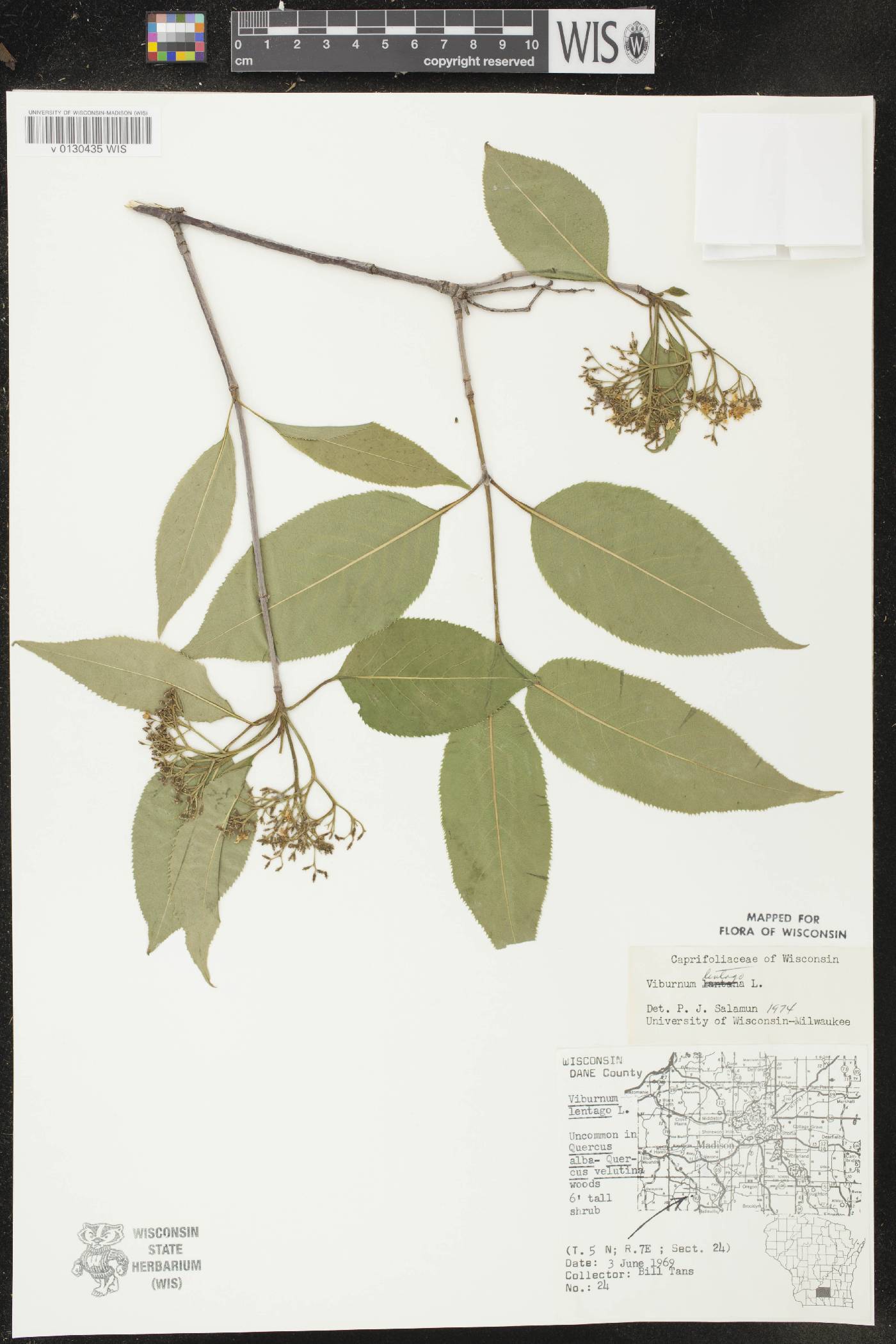 Viburnum lentago image