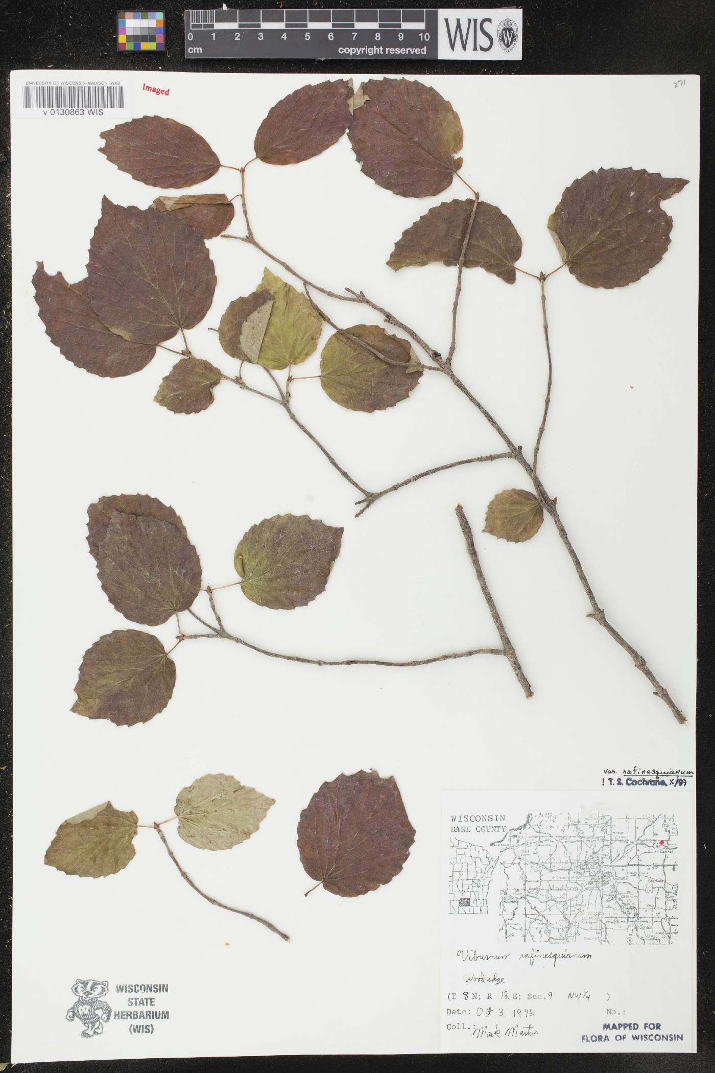 Viburnum rafinesquianum var. rafinesquianum image