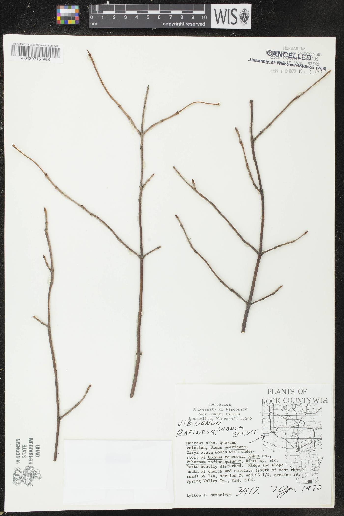 Viburnum rafinesquianum var. affine image