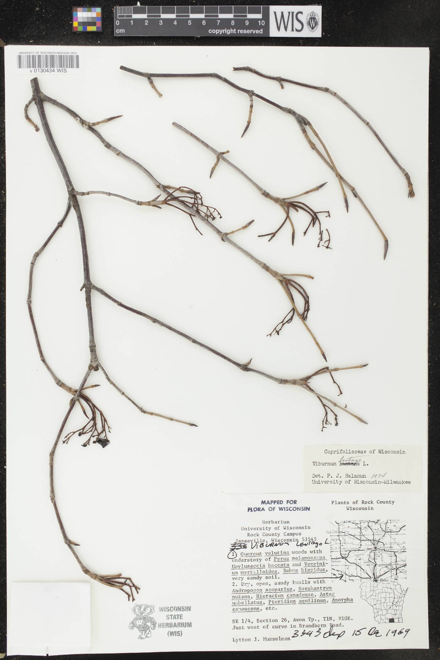 Viburnum lentago image