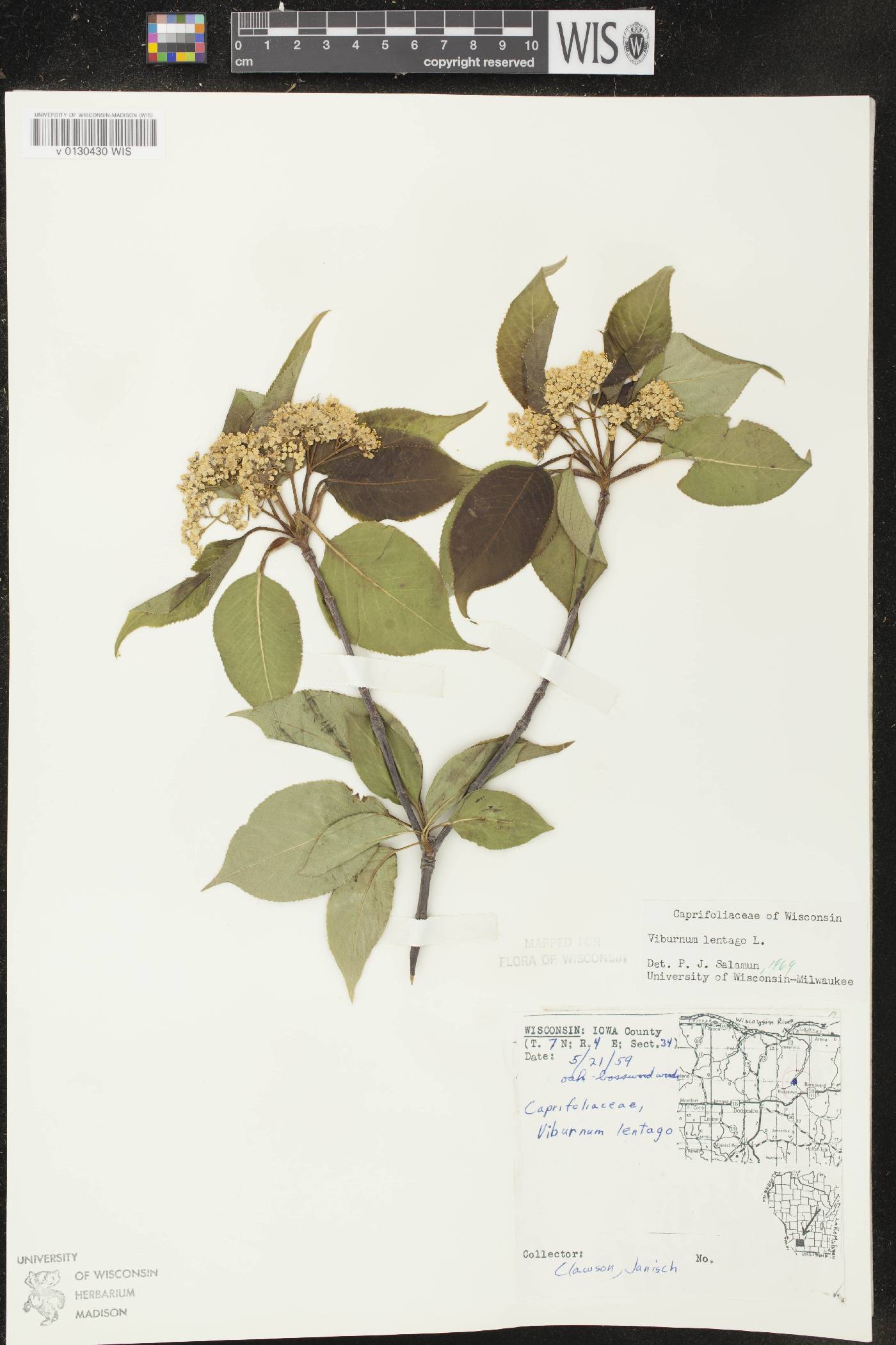 Viburnum lentago image
