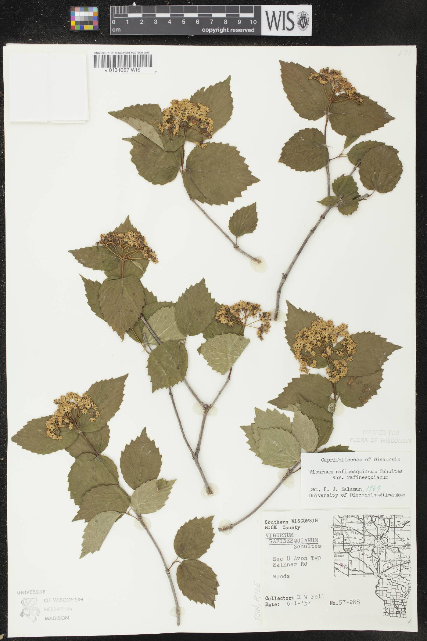 Viburnum rafinesquianum var. rafinesquianum image