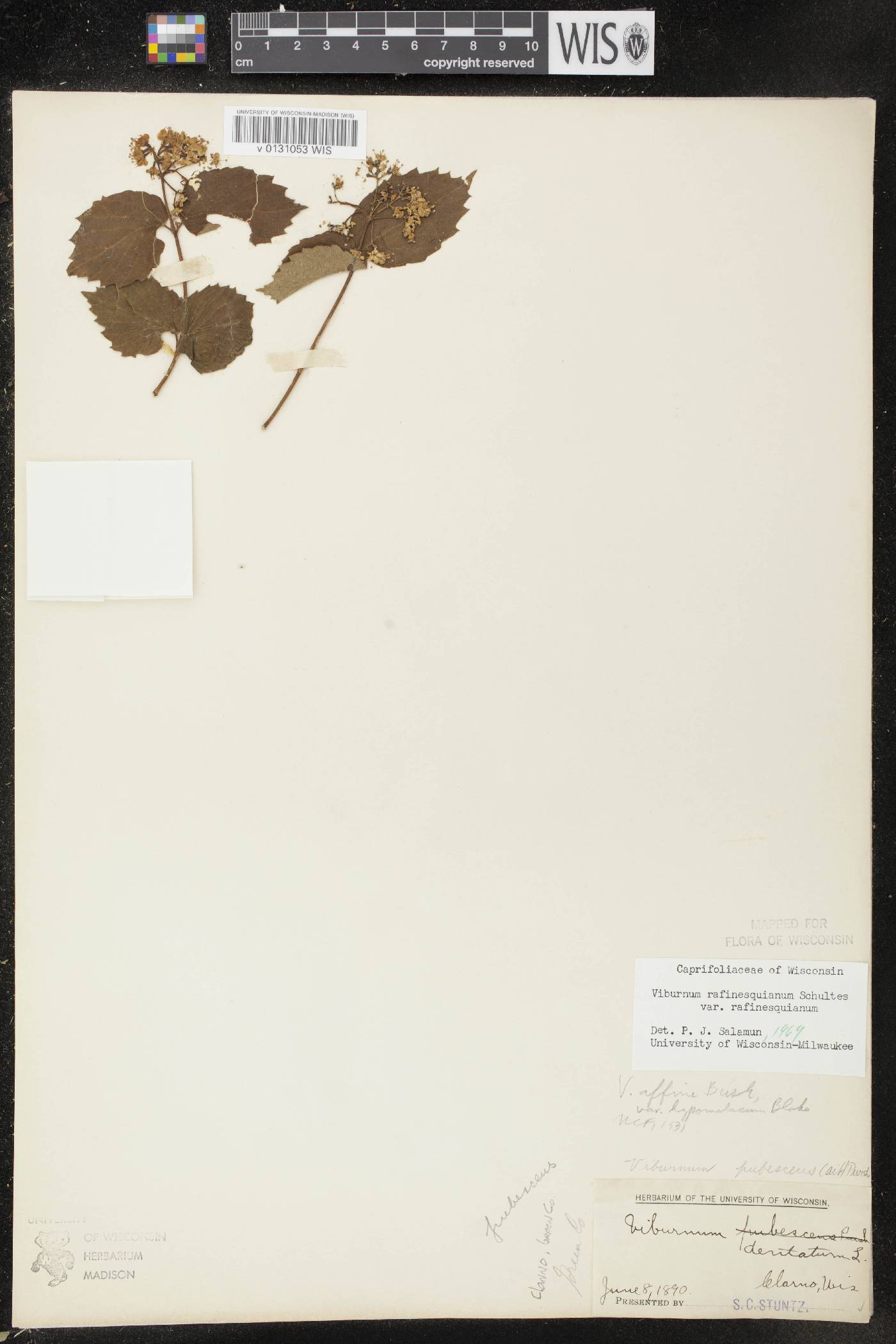 Viburnum rafinesquianum var. rafinesquianum image
