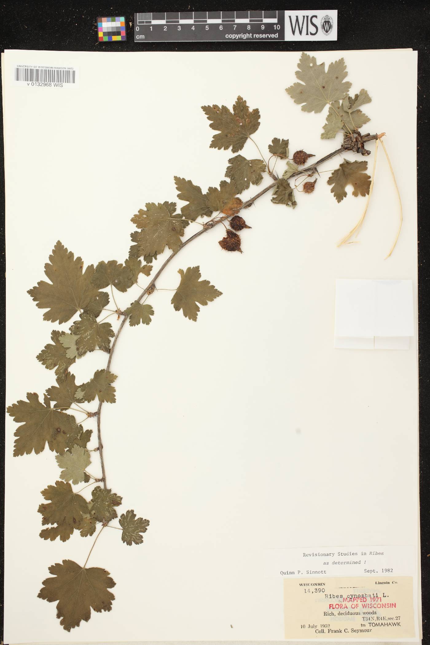 Ribes cynosbati image