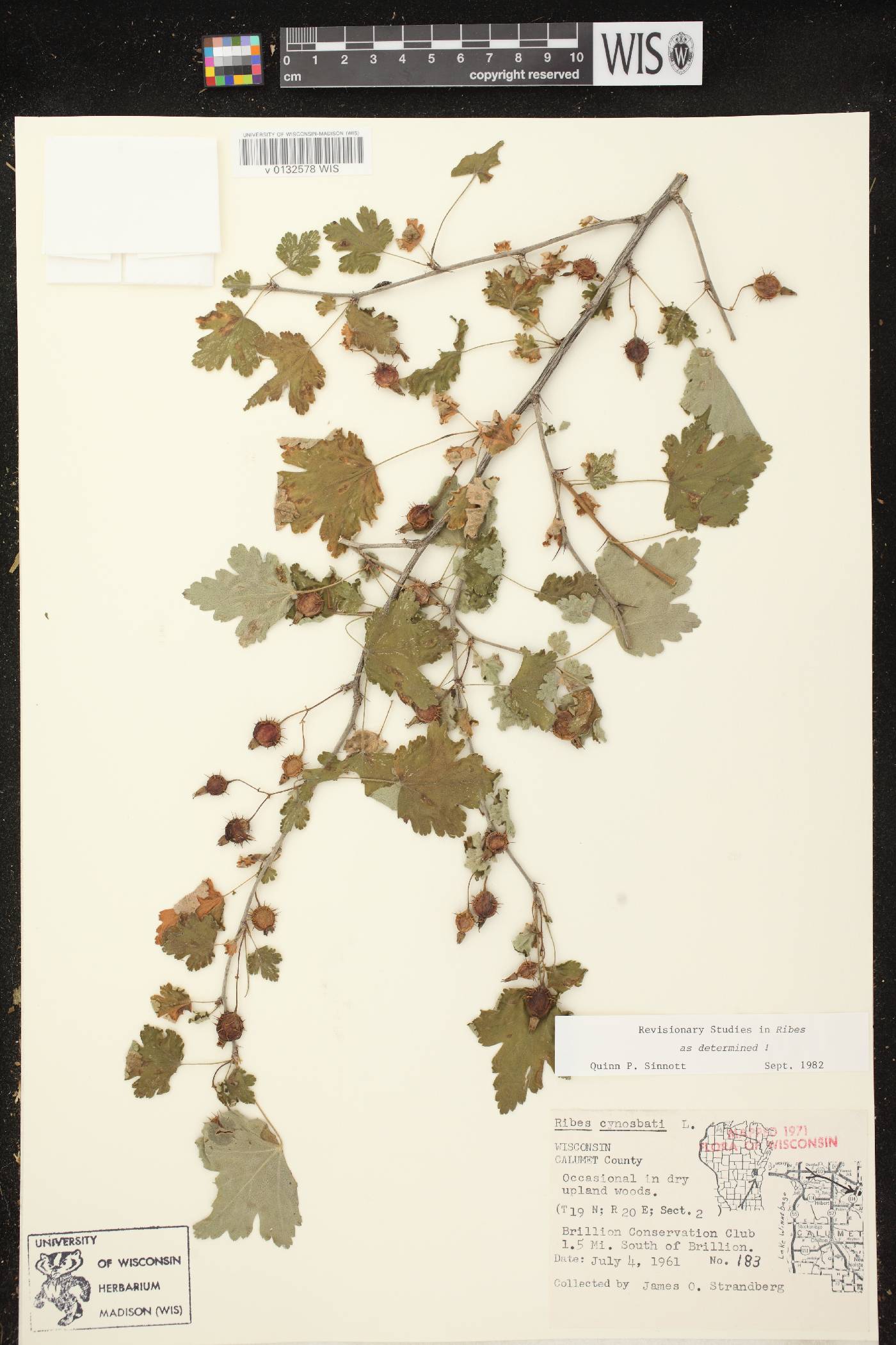 Ribes cynosbati image