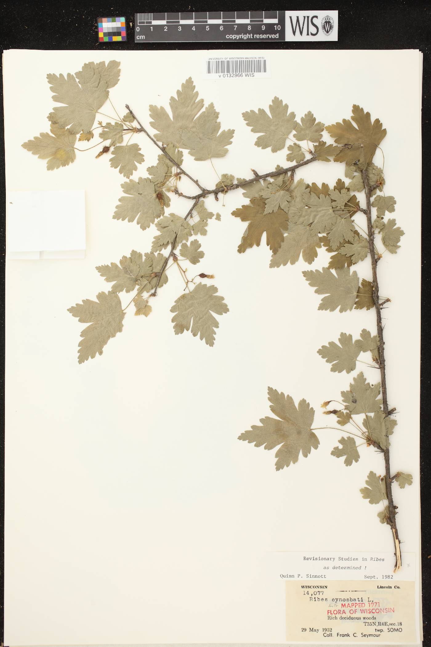Ribes cynosbati image