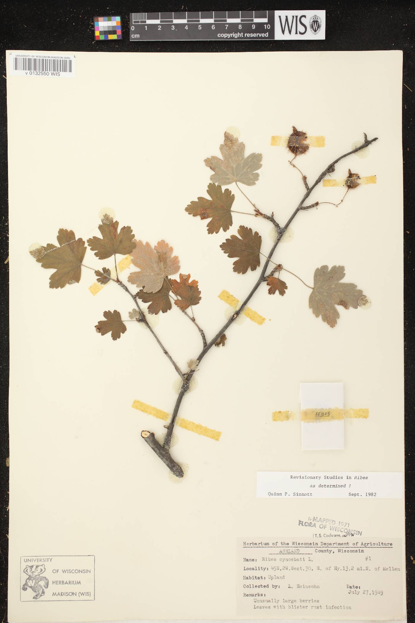 Ribes cynosbati image
